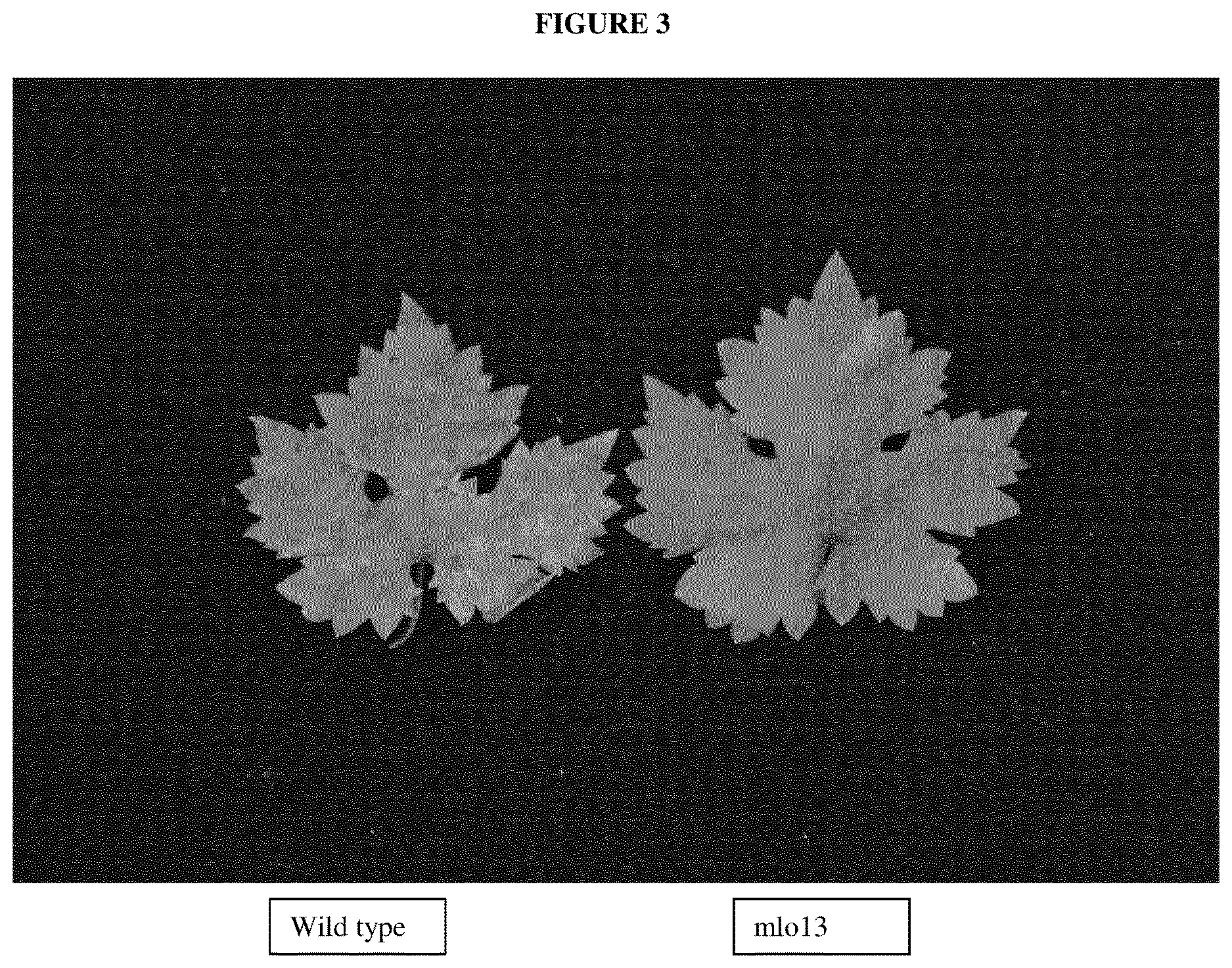 Patent US12618079 Figure 3 – Powdery mildew resistant grapevine plant