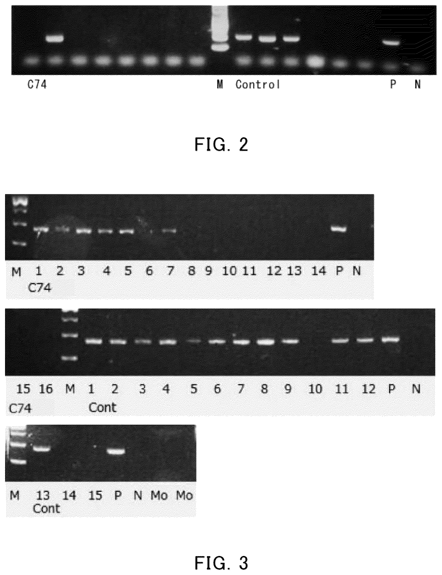 Patent US12618080 Figure 2 – Solanaceous plant and solanaceous plant cell having resistance to tomato spotted wilt virus, and method for producing solanaceous plant