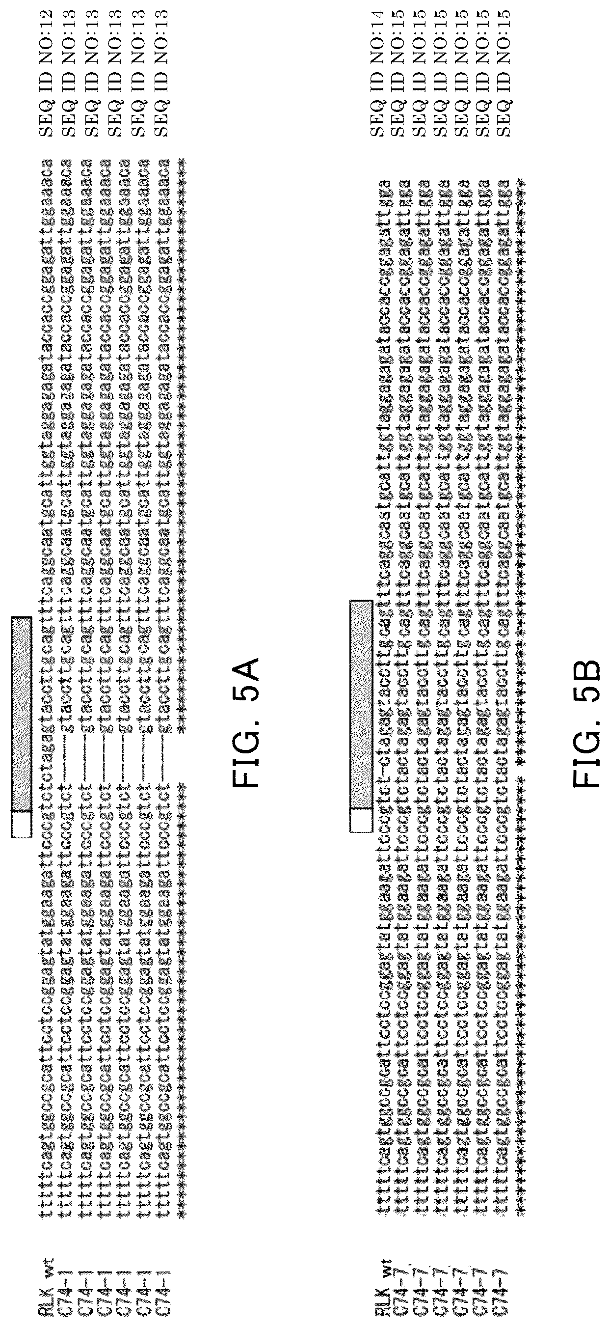 Patent US12618080 Figure 4 – Solanaceous plant and solanaceous plant cell having resistance to tomato spotted wilt virus, and method for producing solanaceous plant