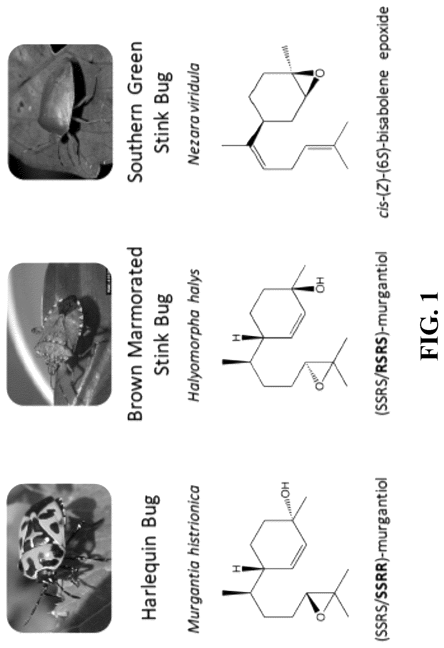 Patent US12618081 Figure 1 – Brown marmorated and harlequin stink bug pheromone enzyme synthesis and uses thereof