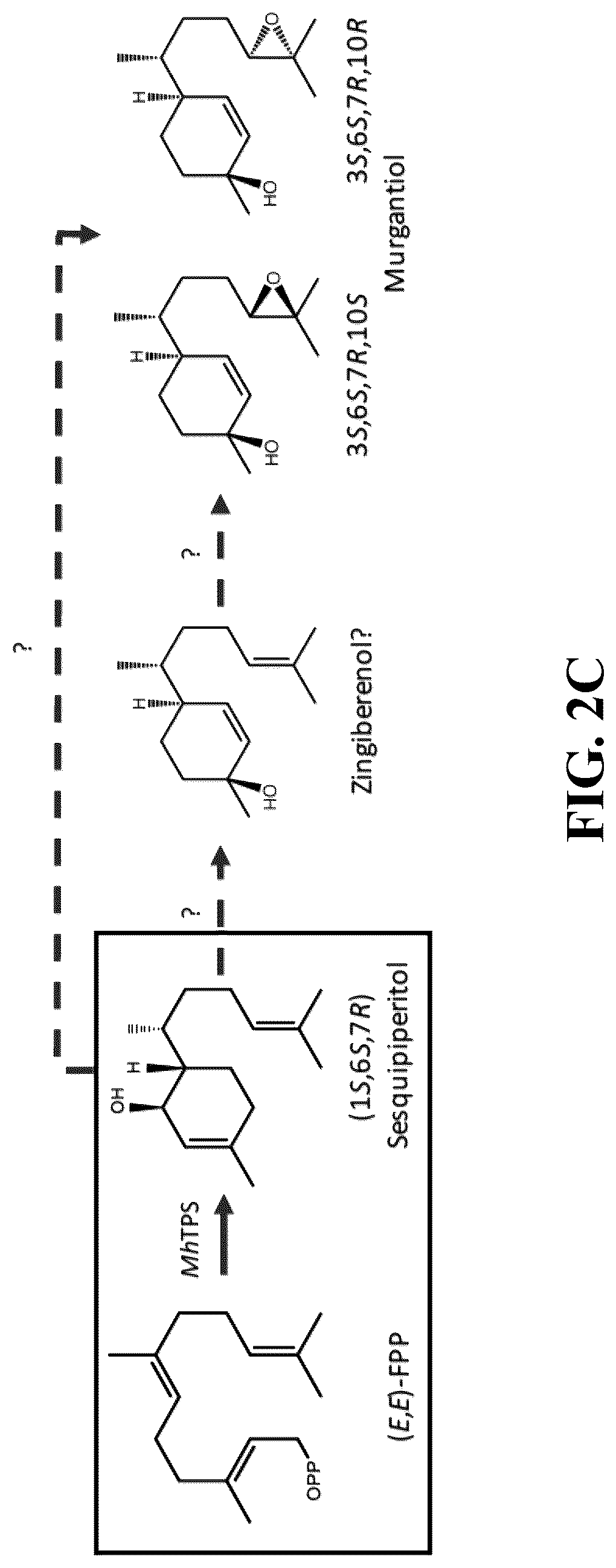 Patent US12618081 Figure 3 – Brown marmorated and harlequin stink bug pheromone enzyme synthesis and uses thereof