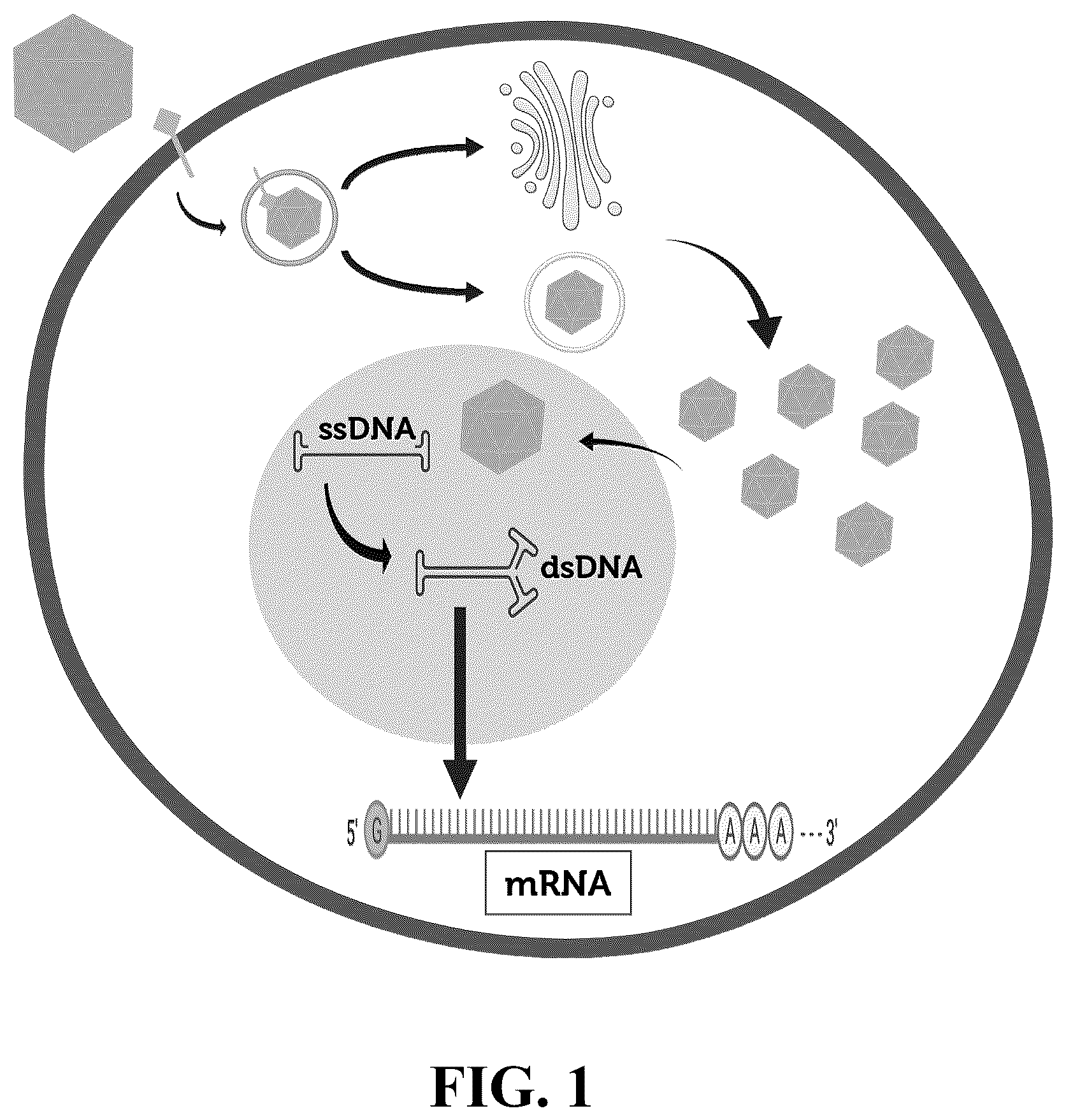 Patent US12618082 — Engineered muscle targeting compositions — Figure 1