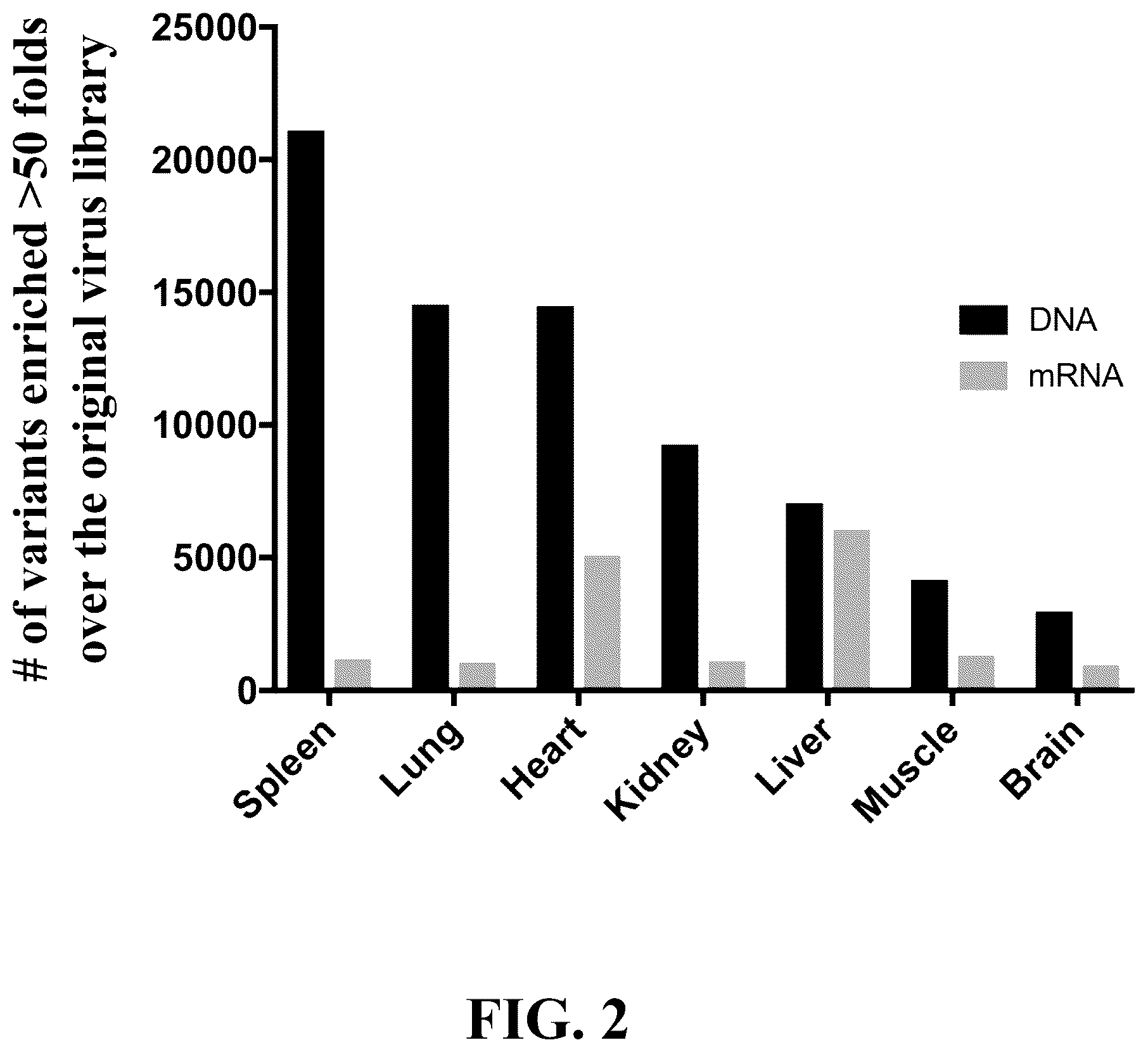 Patent US12618082 Figure 2 – Engineered muscle targeting compositions
