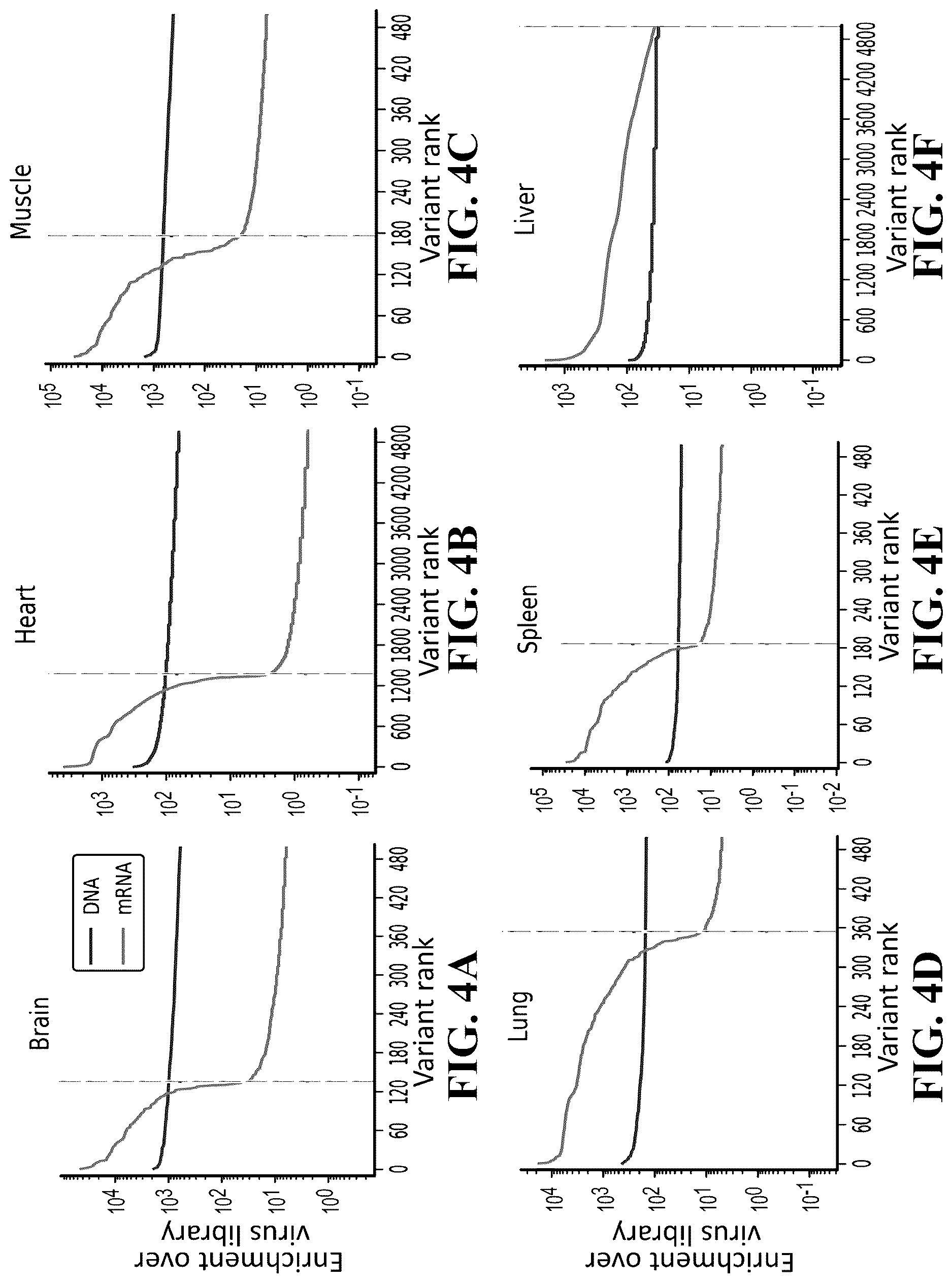 Patent US12618082 Figure 4 – Engineered muscle targeting compositions