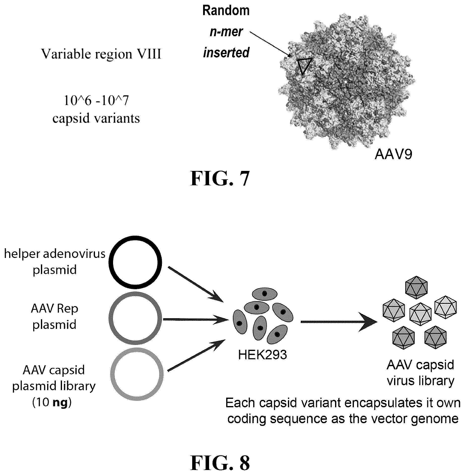 Patent US12618082 Figure 8 – Engineered muscle targeting compositions