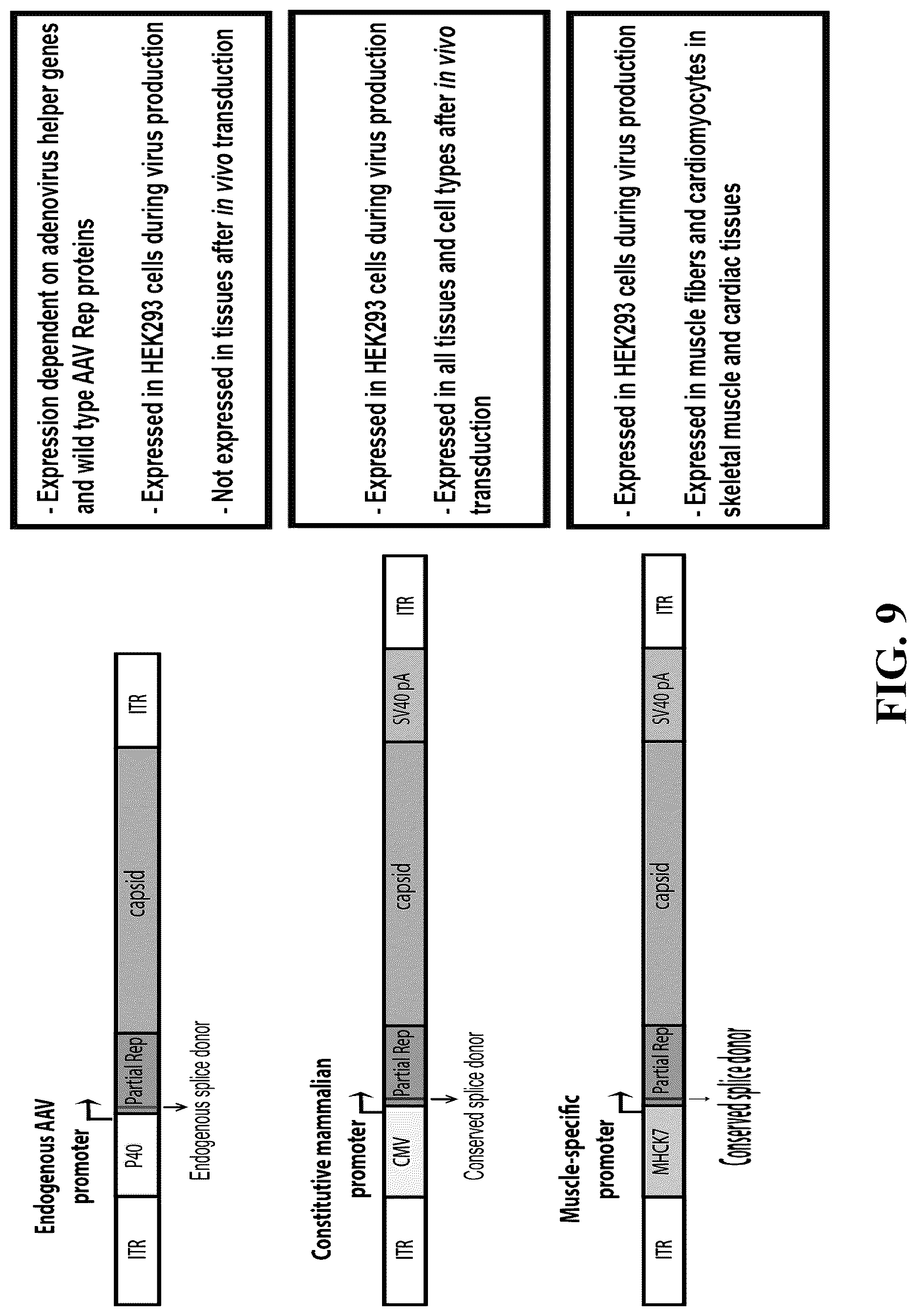 Patent US12618082 Figure 9 – Engineered muscle targeting compositions