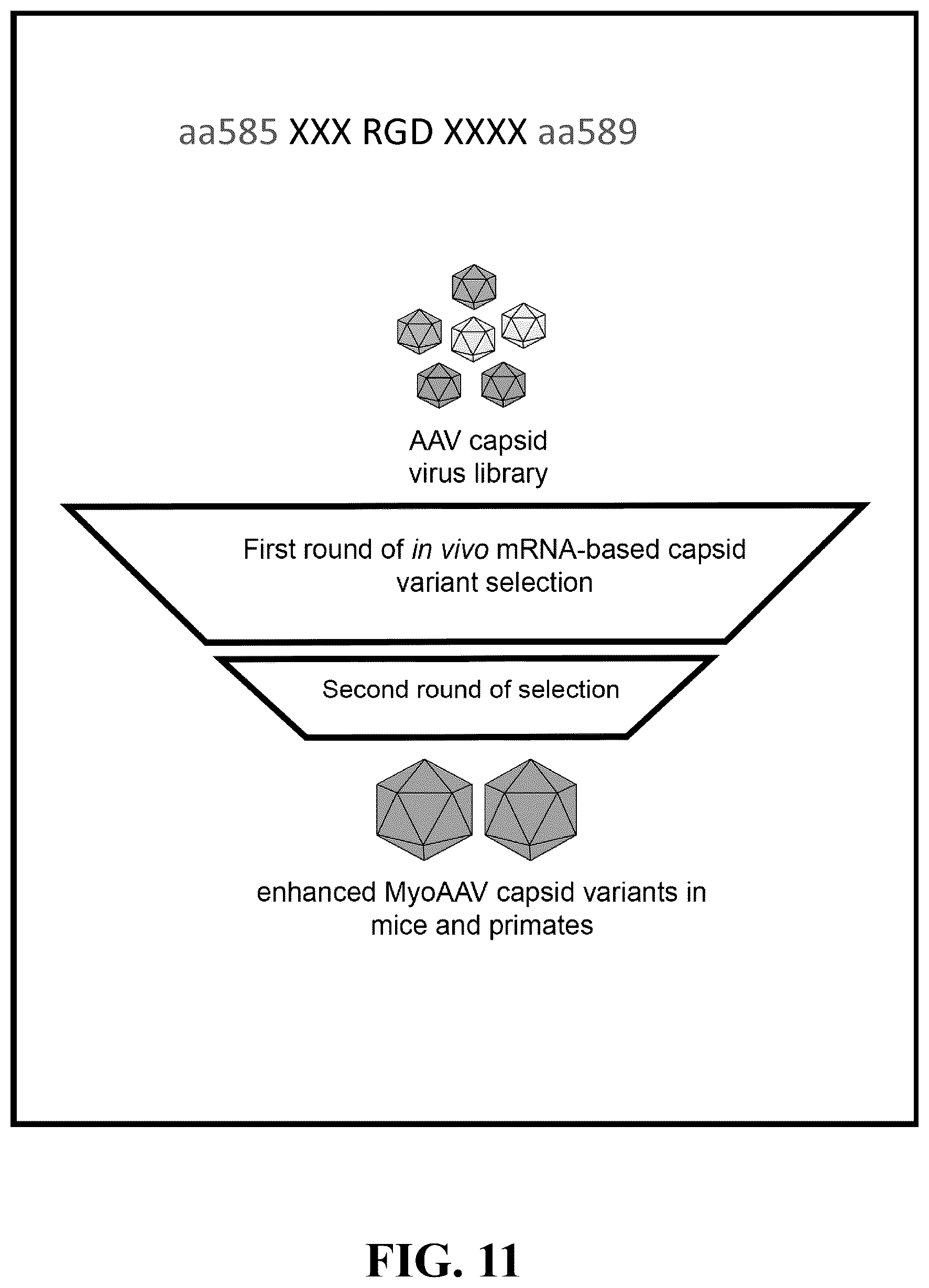 Patent US12618082 Figure 11 – Engineered muscle targeting compositions