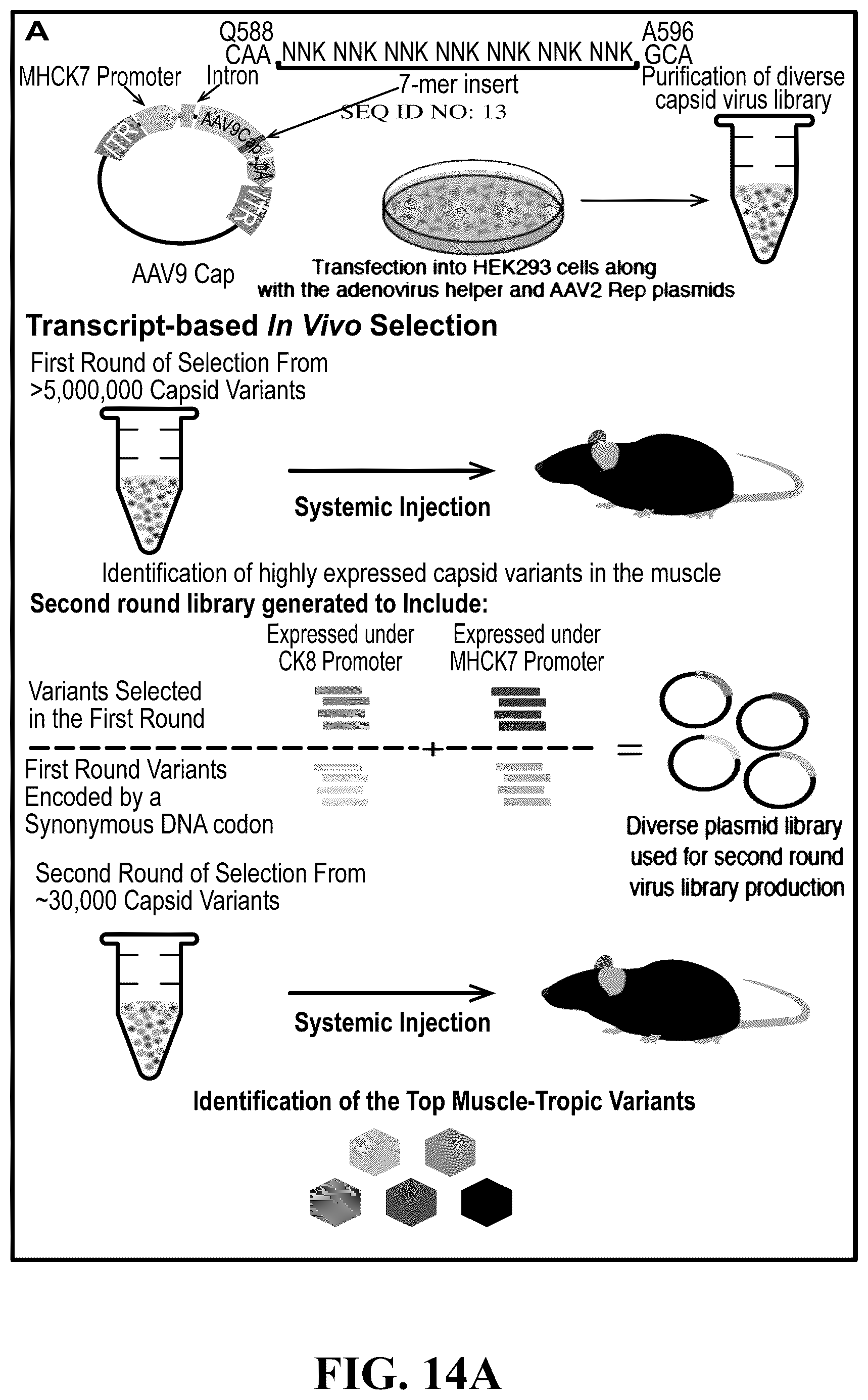 Patent US12618082 Figure 14 – Engineered muscle targeting compositions