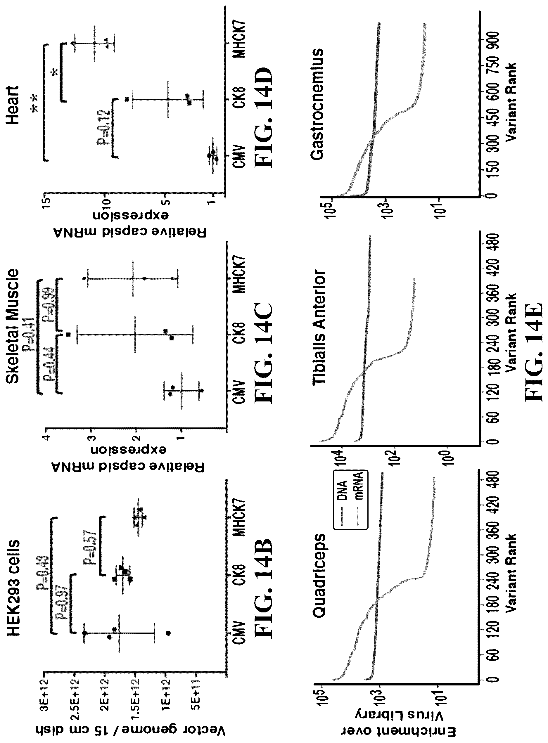 Patent US12618082 Figure 15 – Engineered muscle targeting compositions
