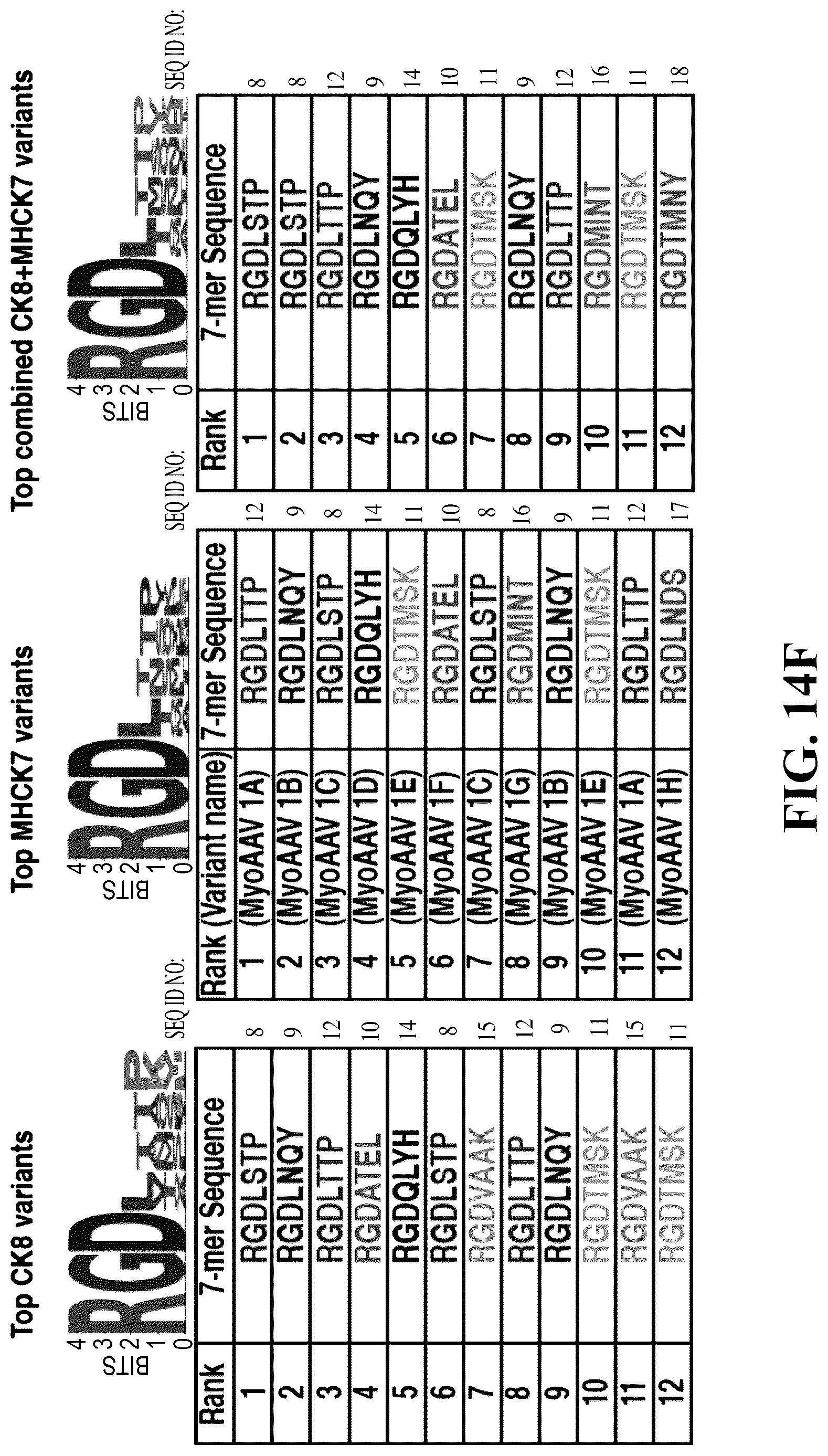 Patent US12618082 Figure 16 – Engineered muscle targeting compositions
