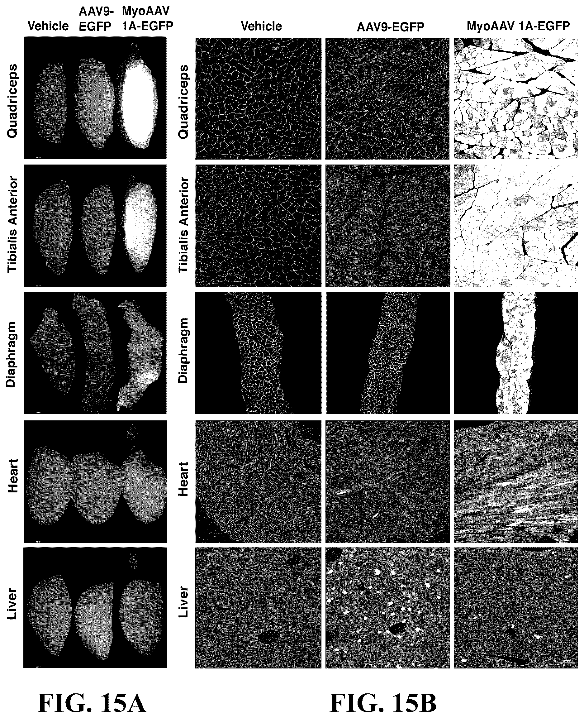 Patent US12618082 Figure 17 – Engineered muscle targeting compositions