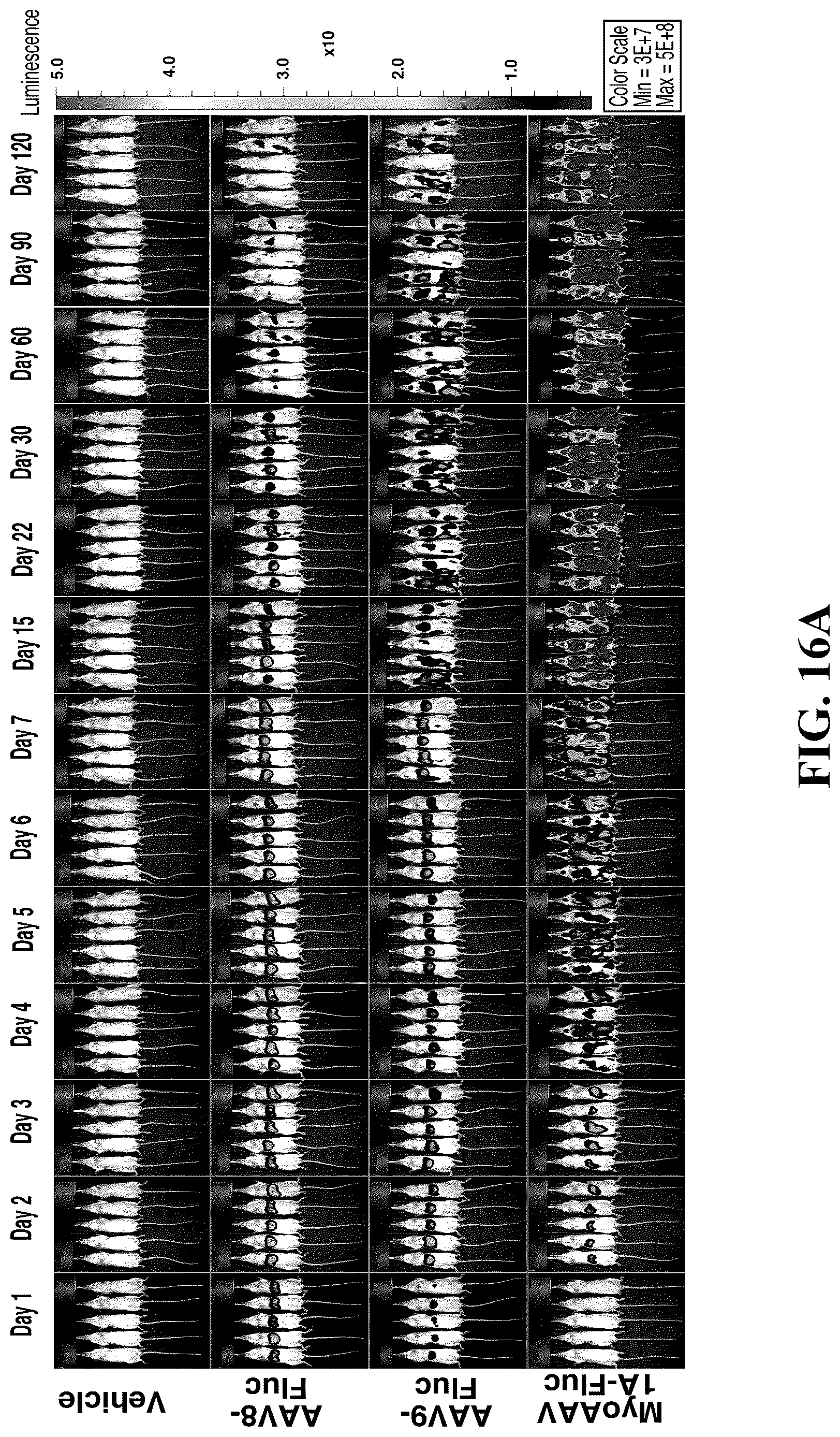 Patent US12618082 Figure 19 – Engineered muscle targeting compositions