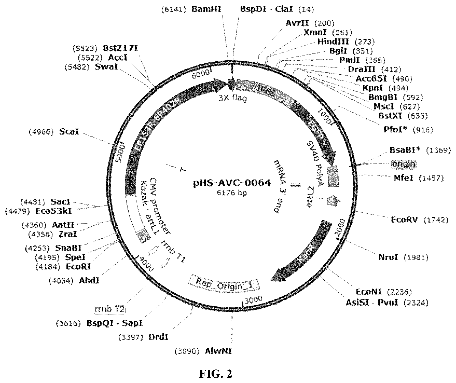 Patent US12618083 Figure 2 – Recombinant adenovirus expressing African swine fever virus EP153R-EP402R protein and construction method thereof