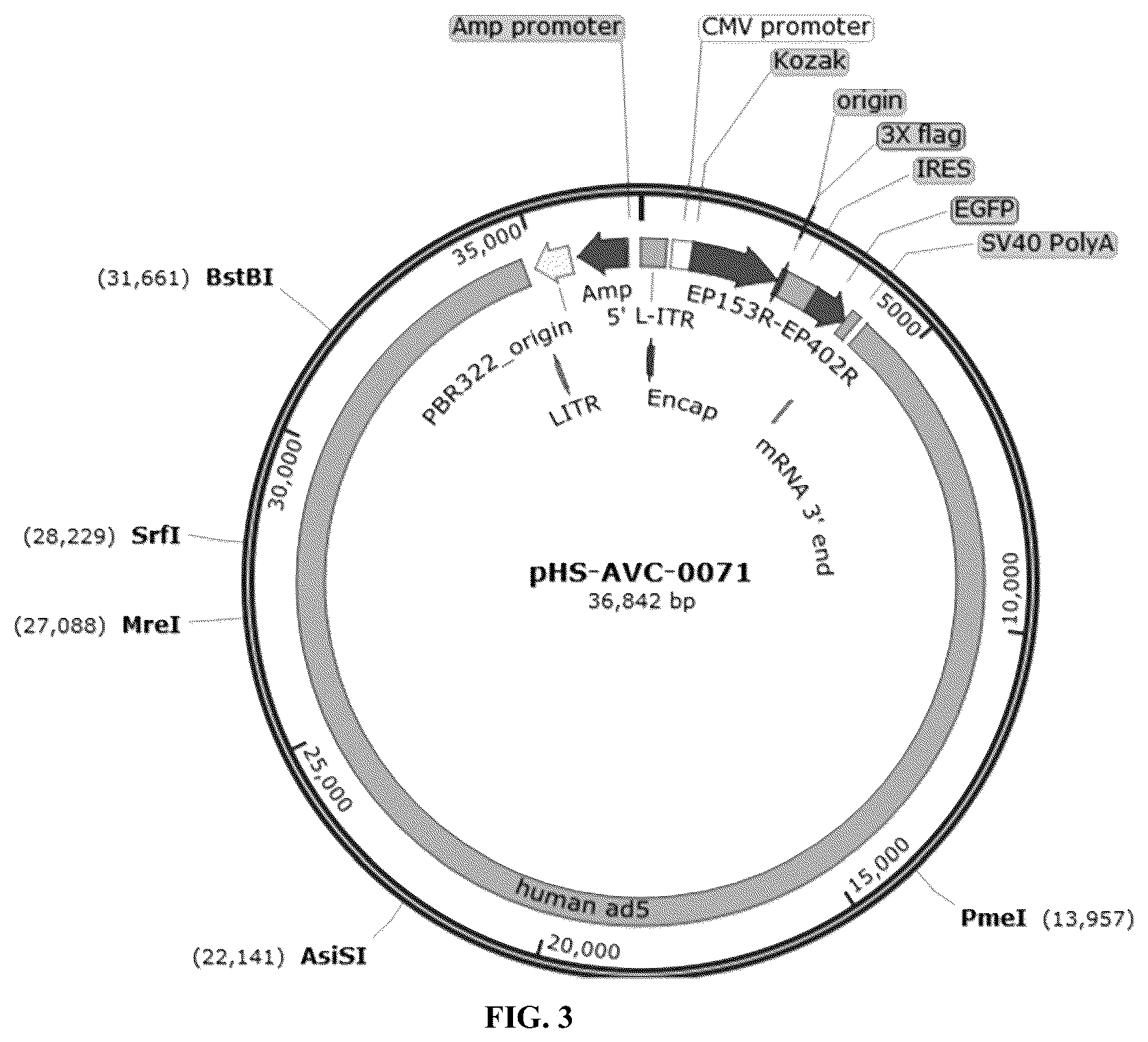 Patent US12618083 Figure 3 – Recombinant adenovirus expressing African swine fever virus EP153R-EP402R protein and construction method thereof