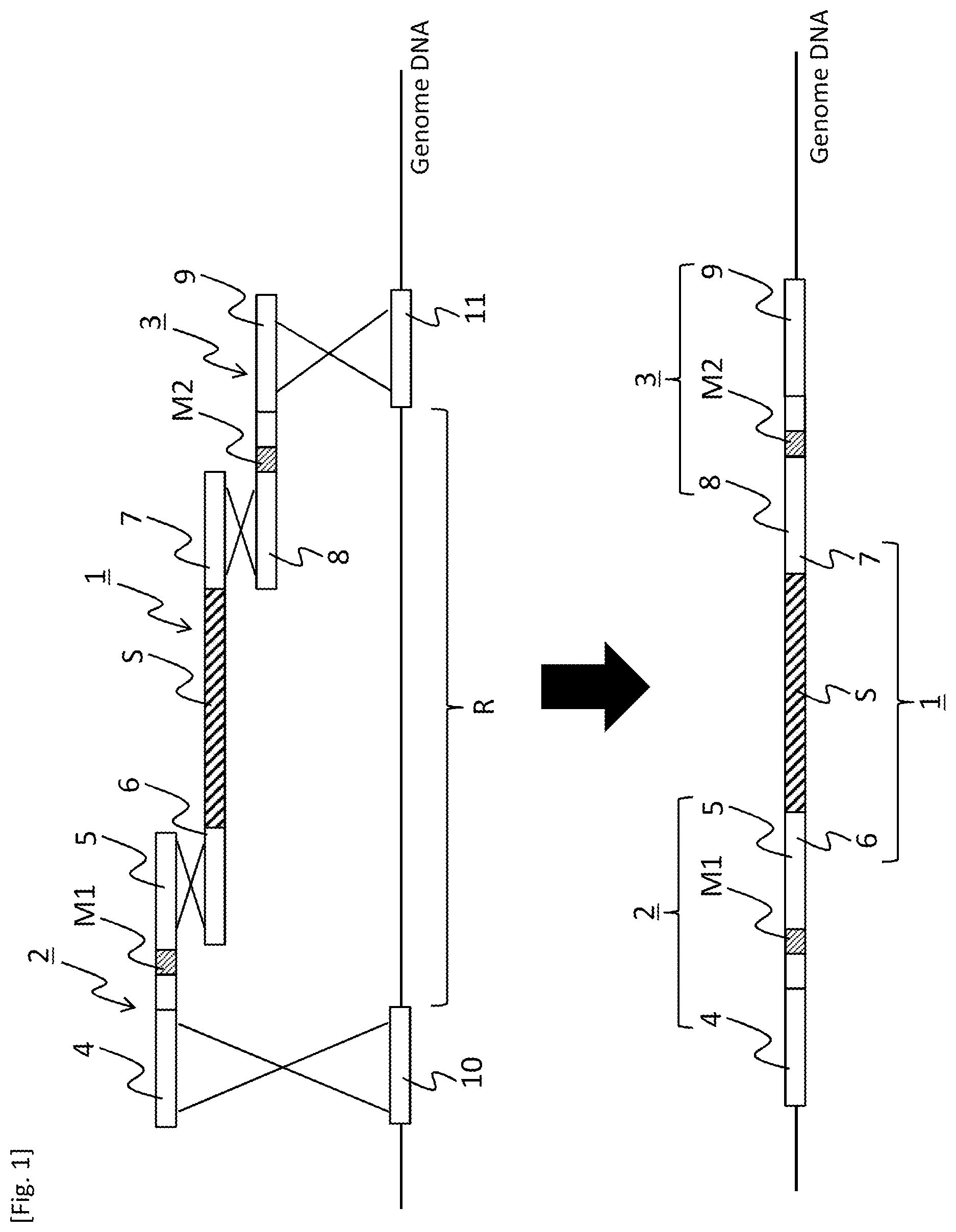 Patent US12618084 Figure 1 – Method for producing transformant