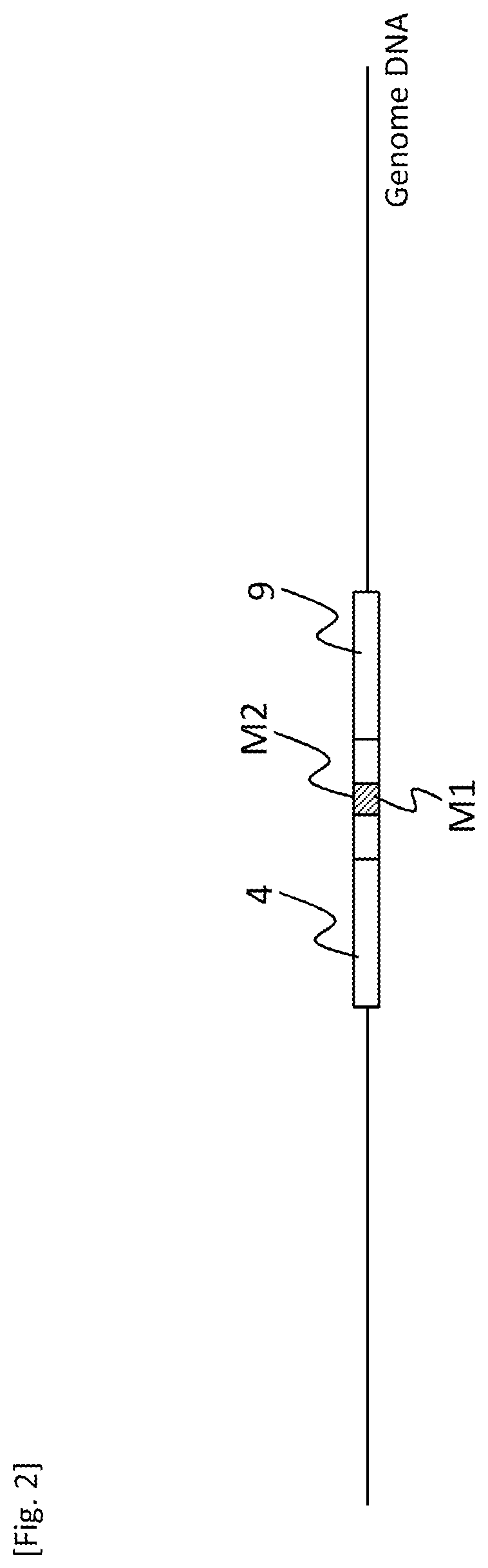 Patent US12618084 Figure 2 – Method for producing transformant
