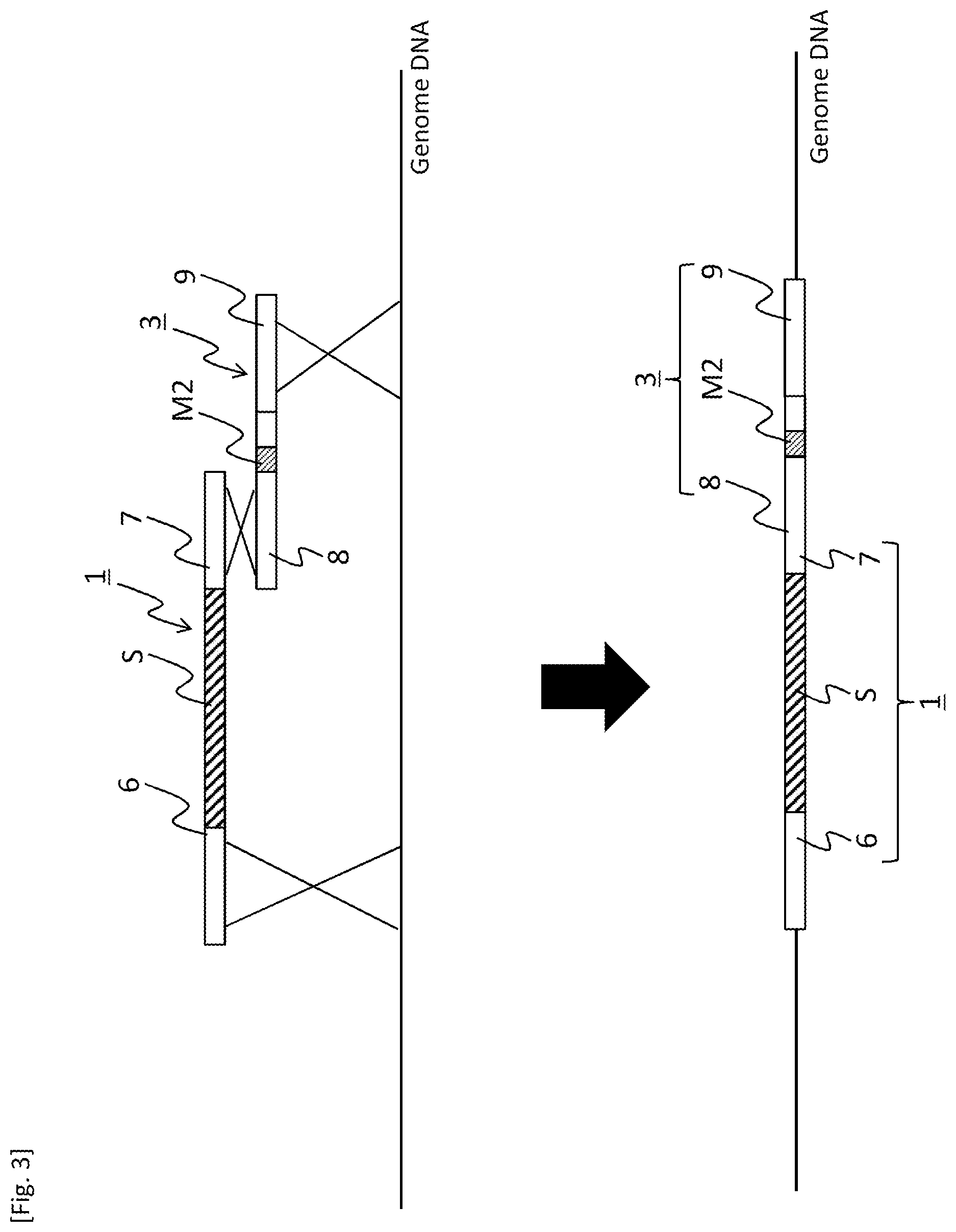 Patent US12618084 Figure 3 – Method for producing transformant