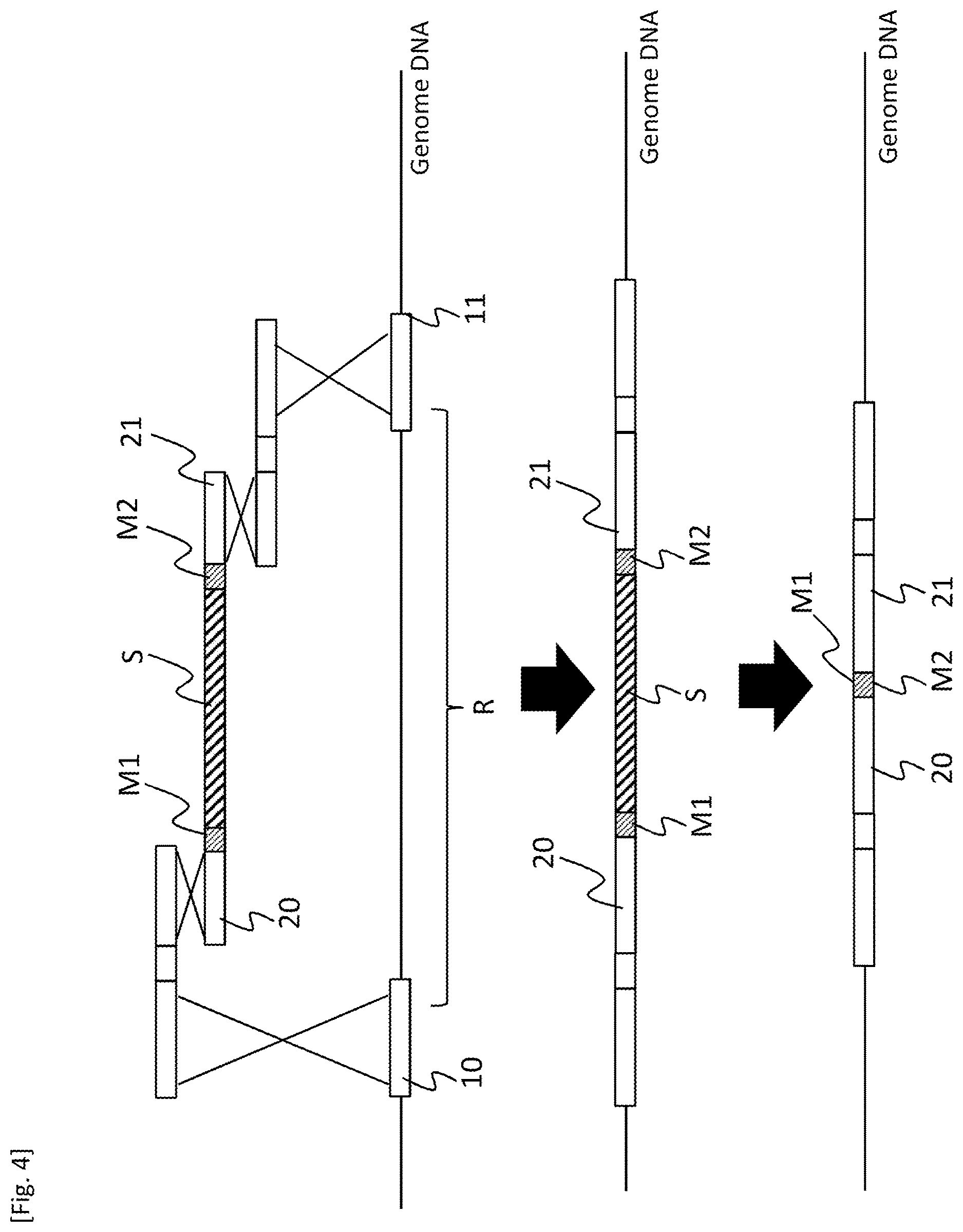 Patent US12618084 Figure 4 – Method for producing transformant