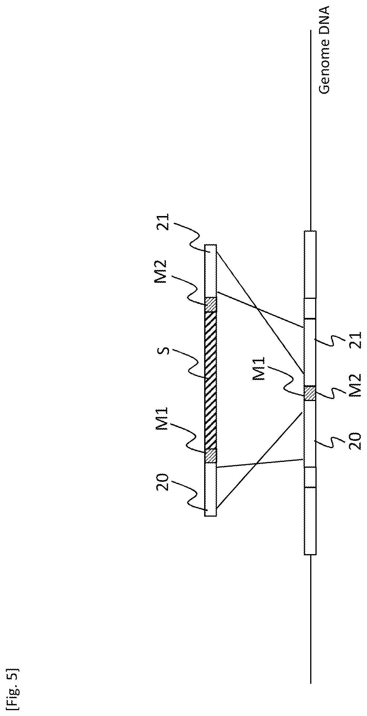Patent US12618084 Figure 5 – Method for producing transformant
