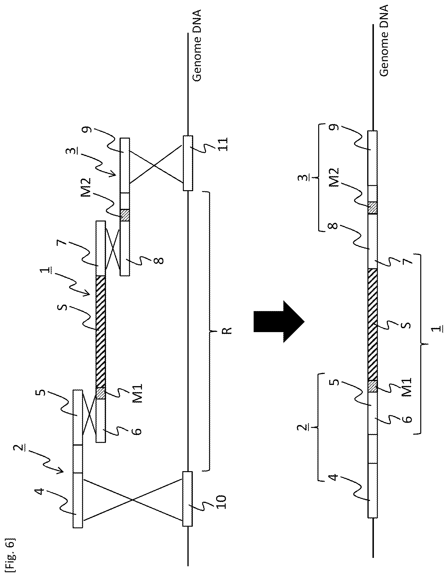 Patent US12618084 Figure 6 – Method for producing transformant