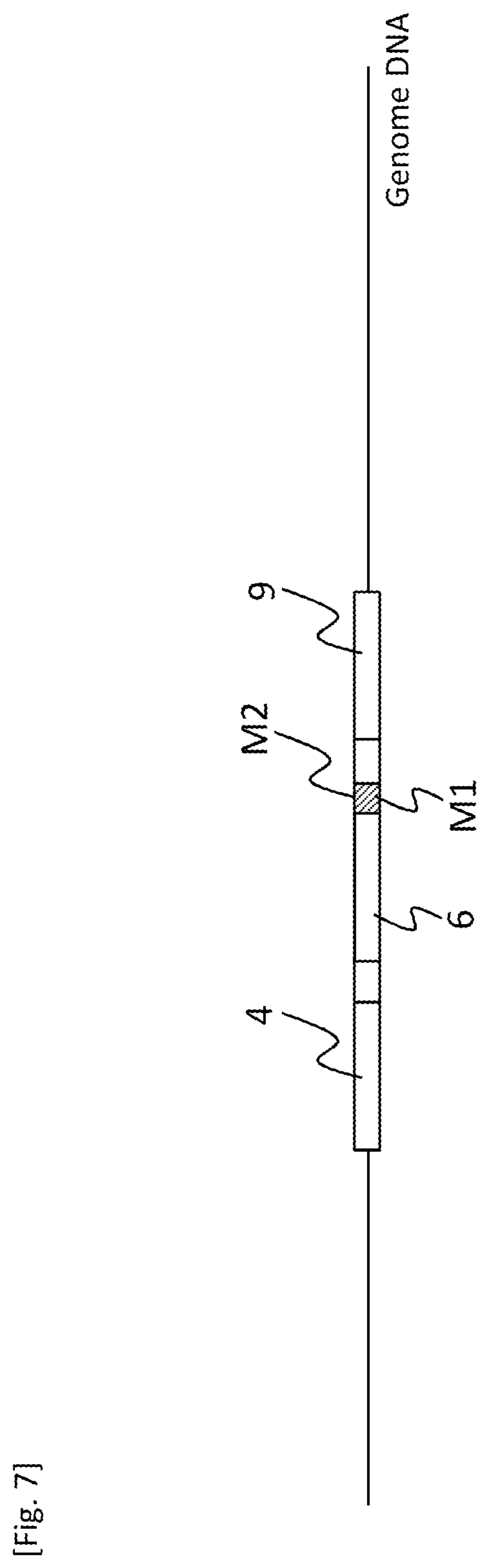 Patent US12618084 Figure 7 – Method for producing transformant