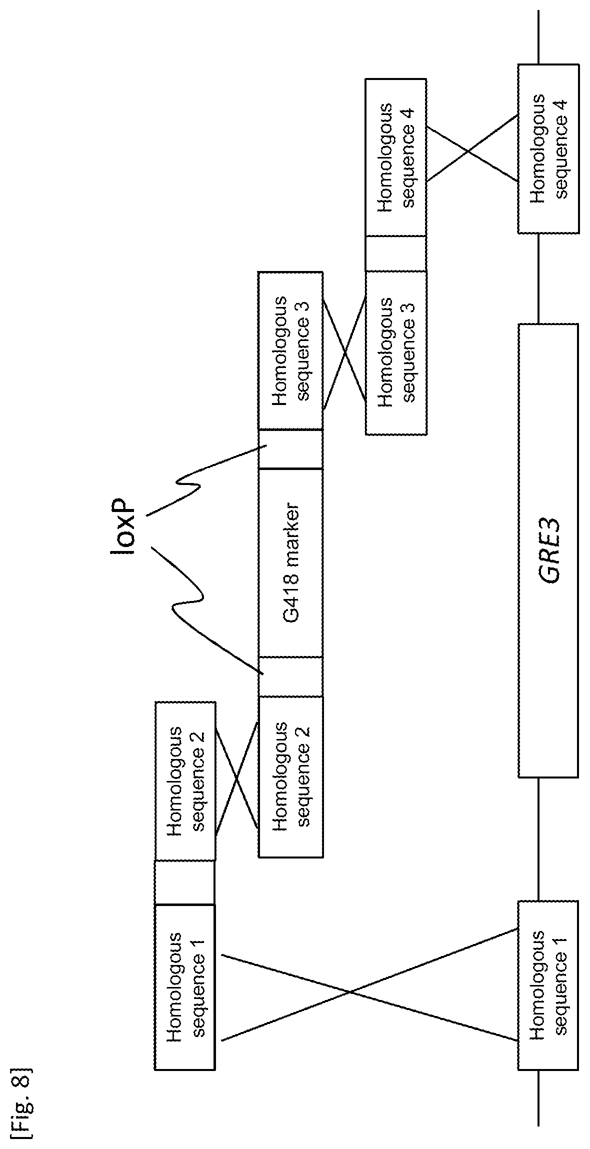 Patent US12618084 Figure 8 – Method for producing transformant