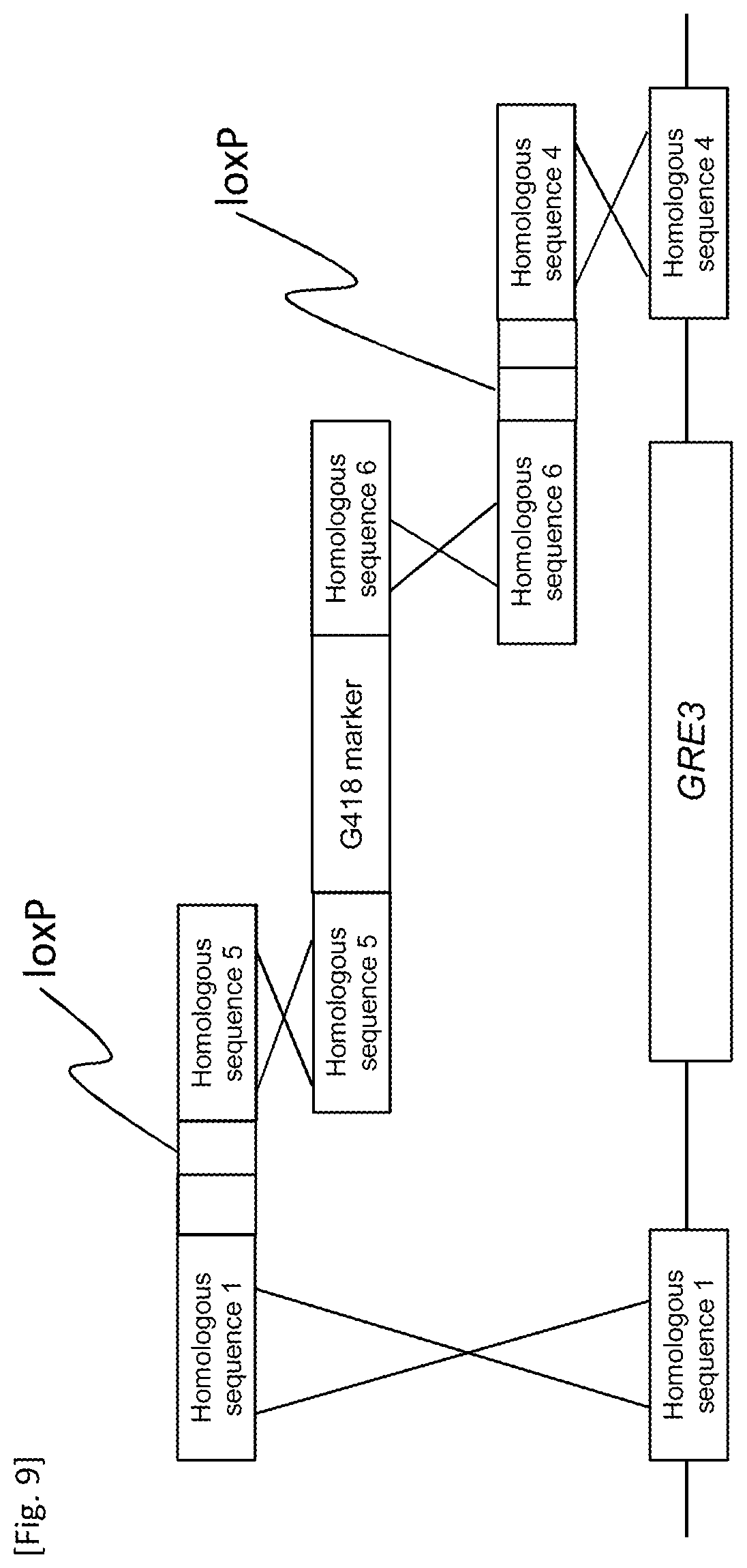 Patent US12618084 Figure 9 – Method for producing transformant
