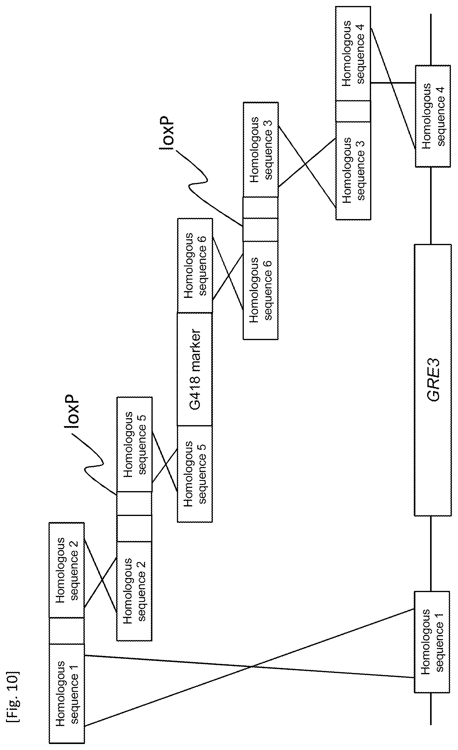 Patent US12618084 Figure 10 – Method for producing transformant