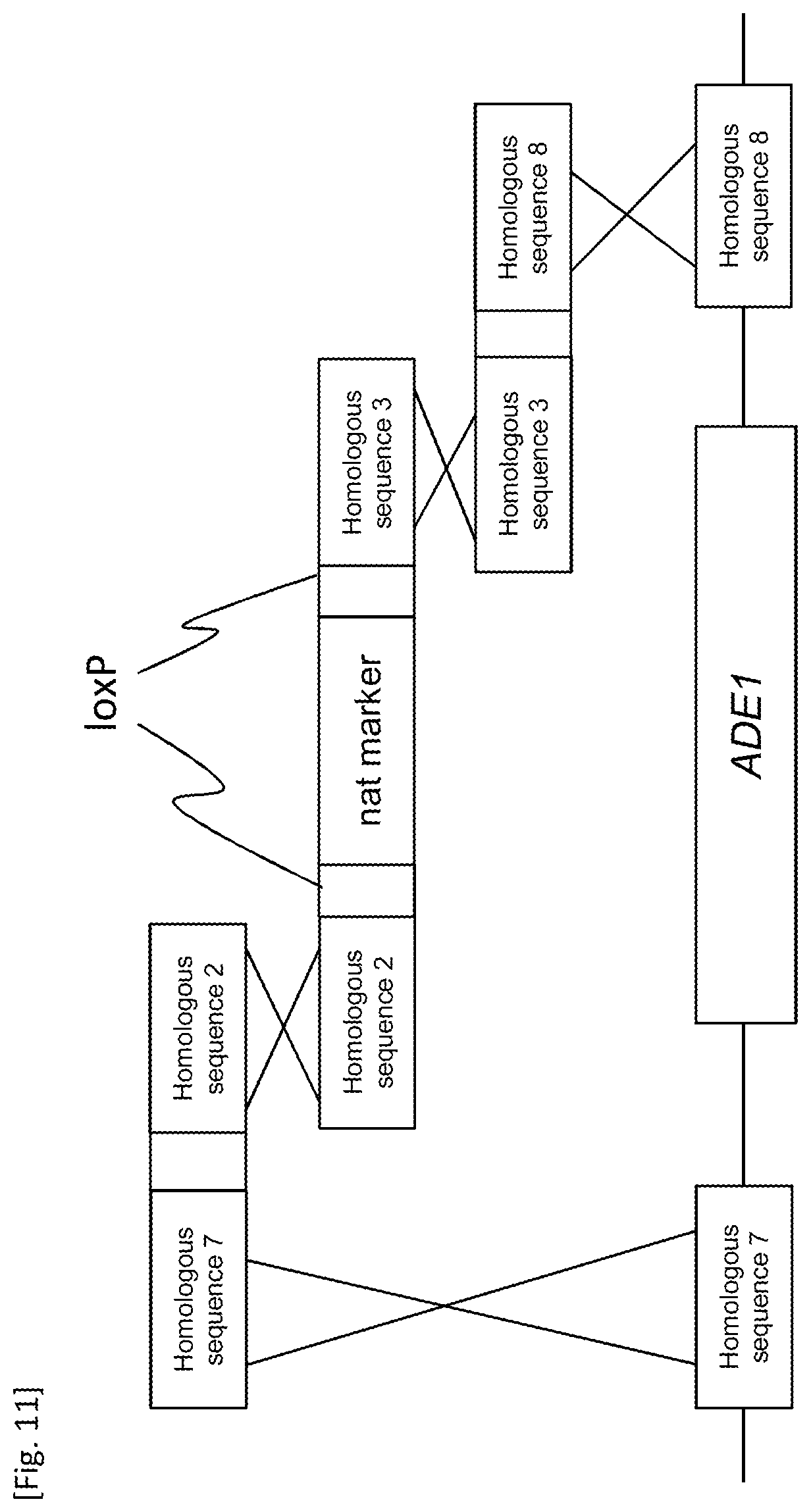 Patent US12618084 Figure 11 – Method for producing transformant