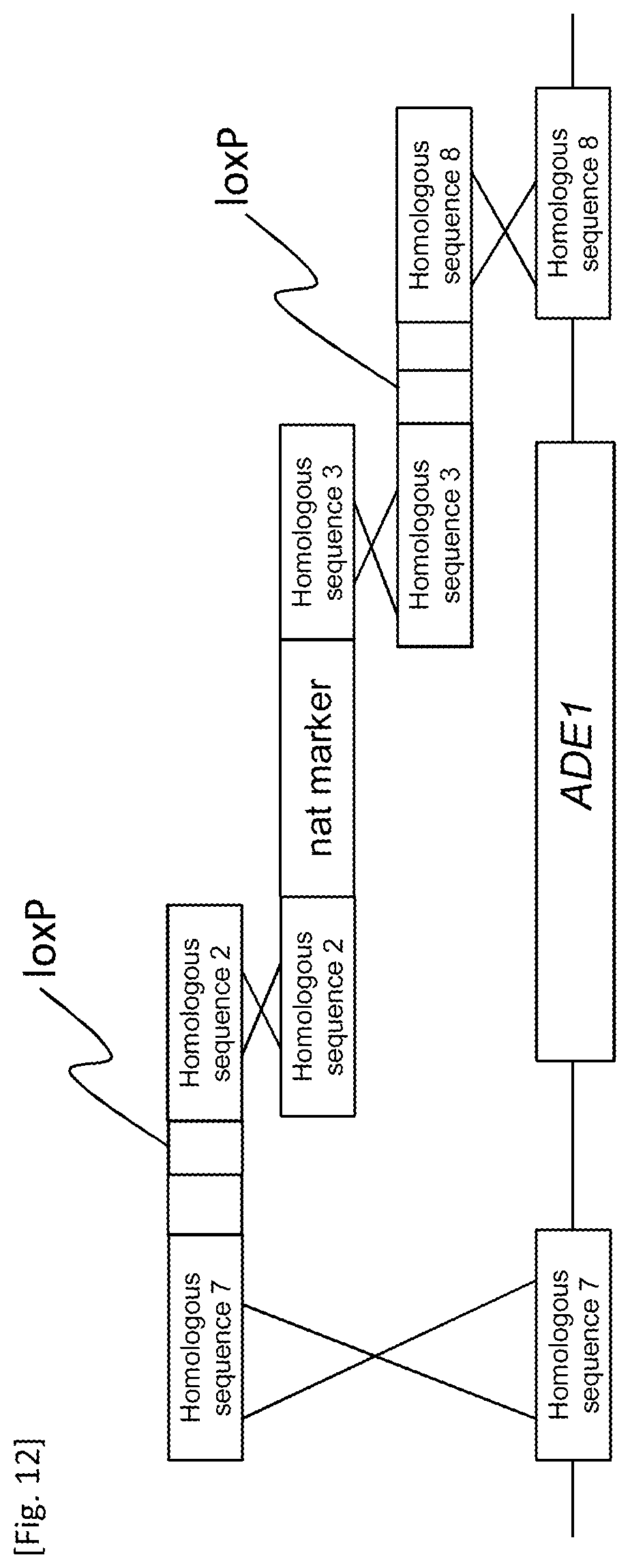 Patent US12618084 Figure 12 – Method for producing transformant