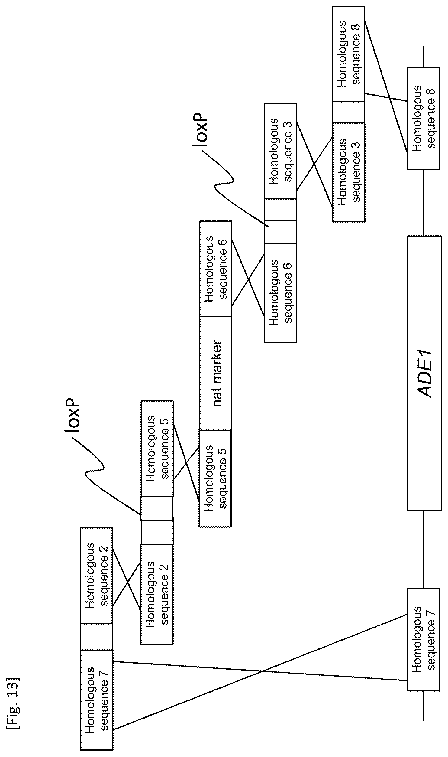Patent US12618084 Figure 13 – Method for producing transformant