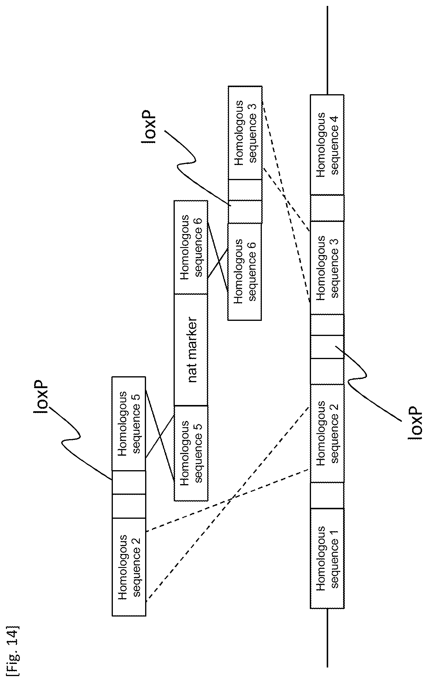 Patent US12618084 Figure 14 – Method for producing transformant