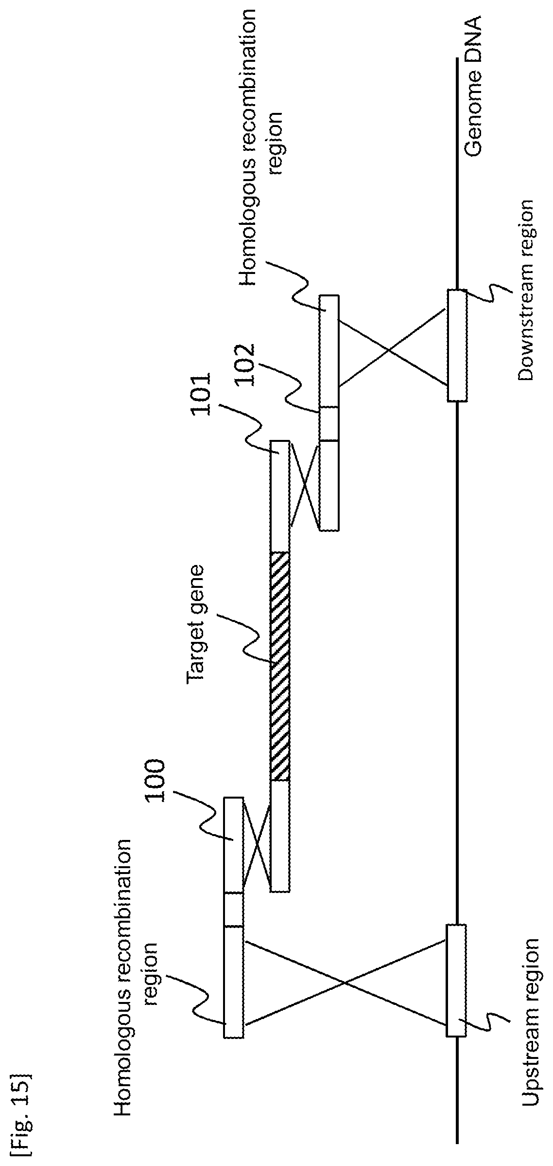 Patent US12618084 Figure 15 – Method for producing transformant