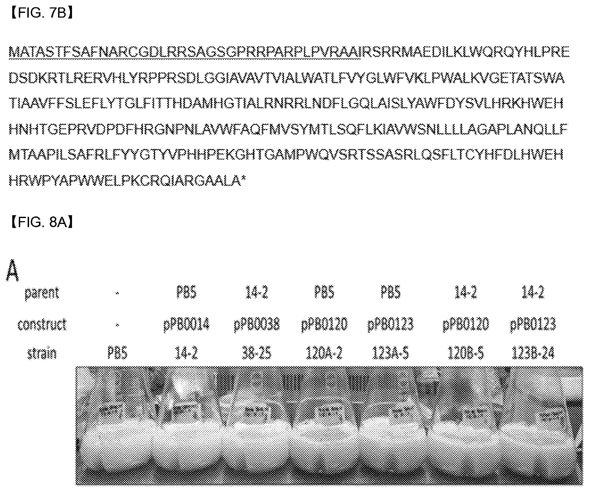 Patent US12618088 Figure 11 – Production of lipids and terpenoids in Auxenochlorella protothecoides