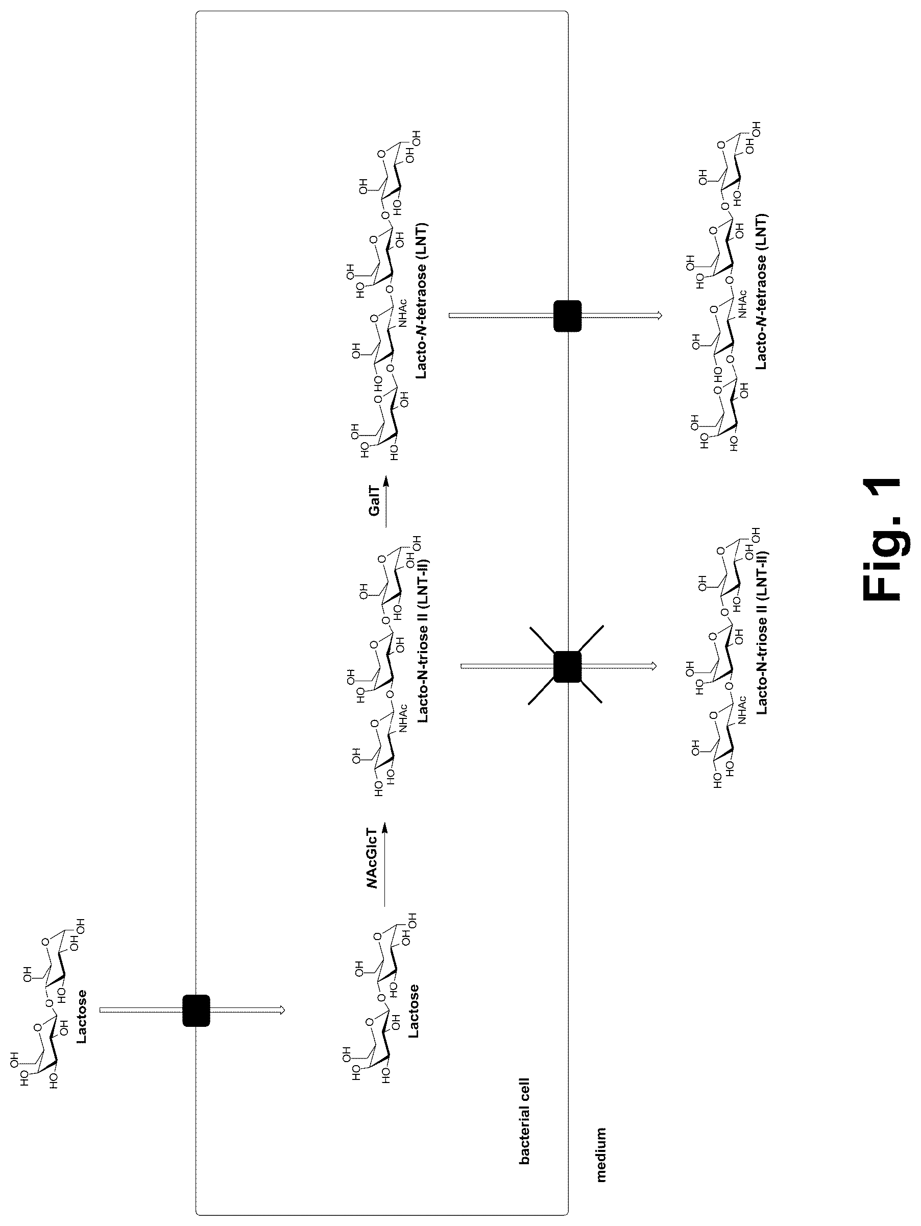 Patent US12618091 Figure 1 – Production of human milk oligosaccharides in microbial hosts with engineered import/export