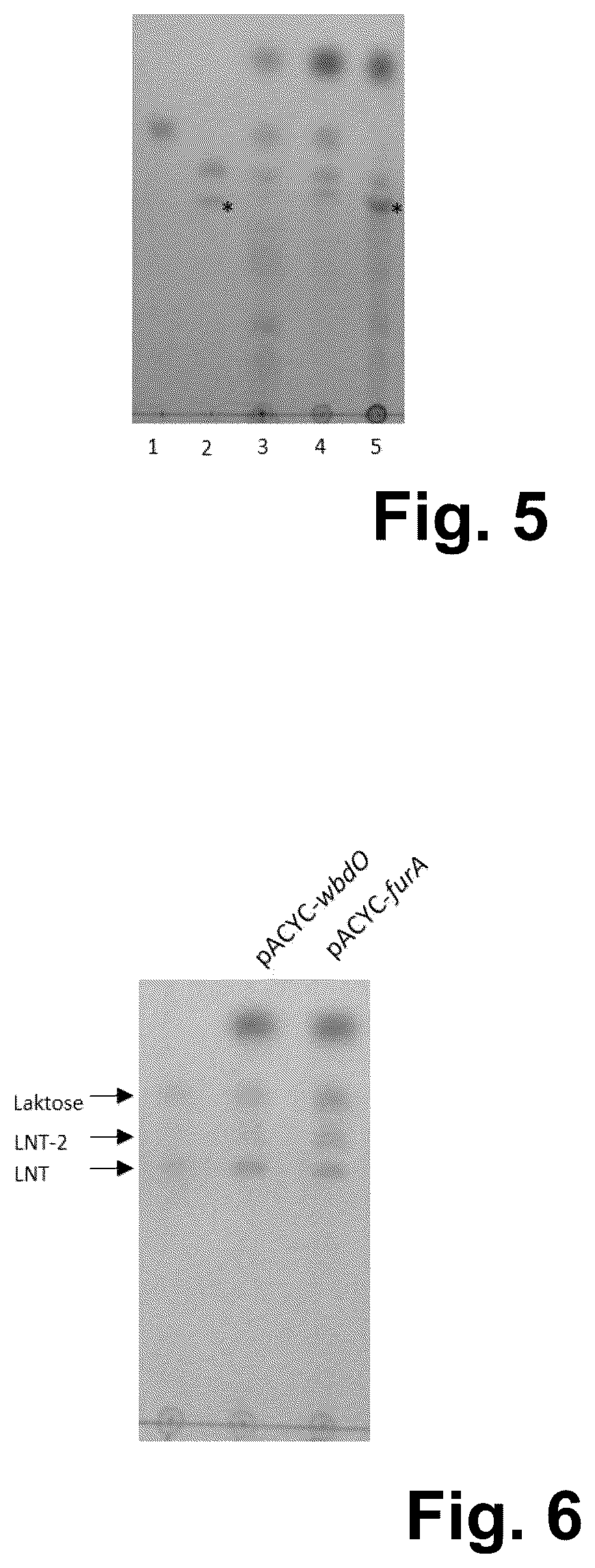 Patent US12618091 Figure 3 – Production of human milk oligosaccharides in microbial hosts with engineered import/export