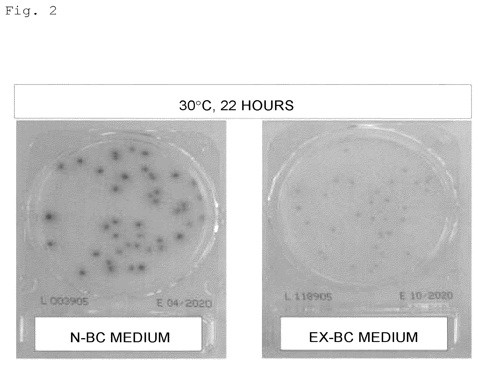 Patent US12618095 Figure 2 – Medium for Bacillus cereus group detection