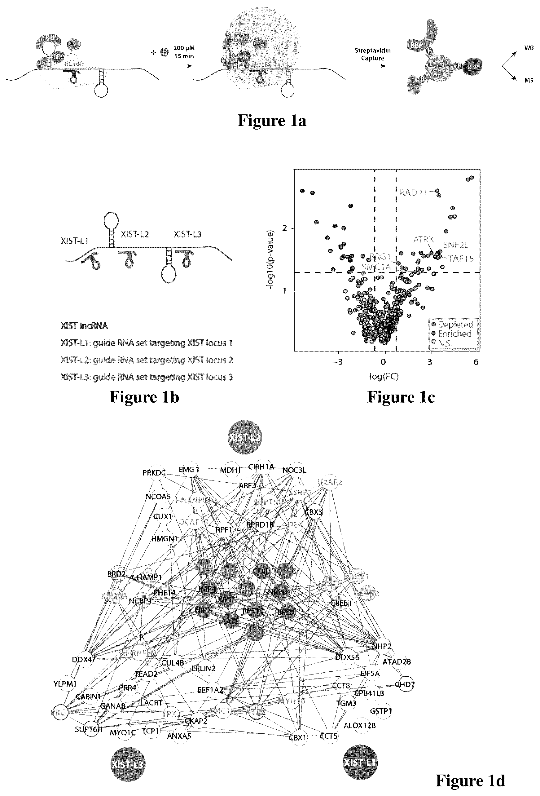 Patent US12618097 Figure 1 – Method for determining long non-coding ribonucleic acid interaction proteins