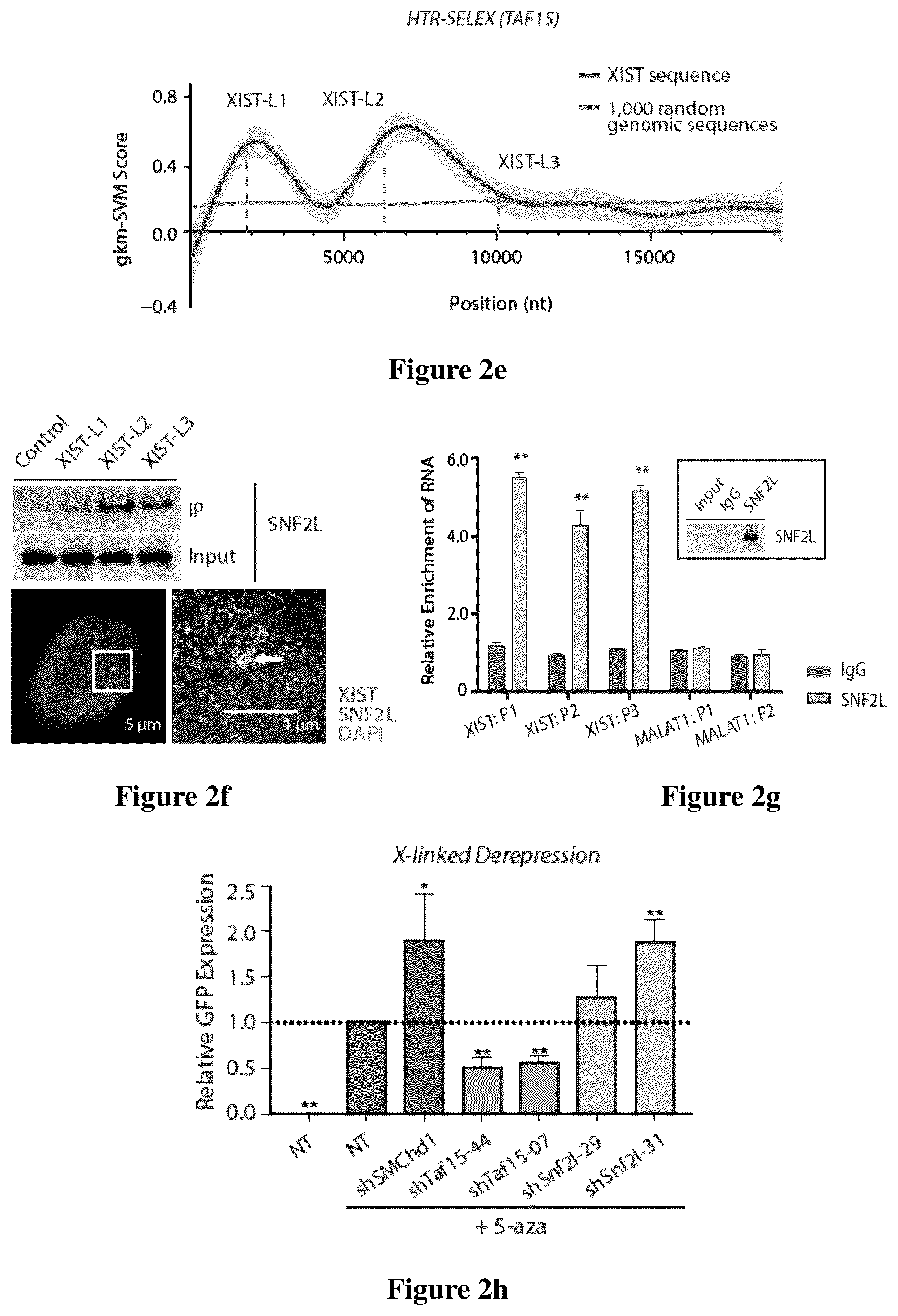 Patent US12618097 Figure 3 – Method for determining long non-coding ribonucleic acid interaction proteins