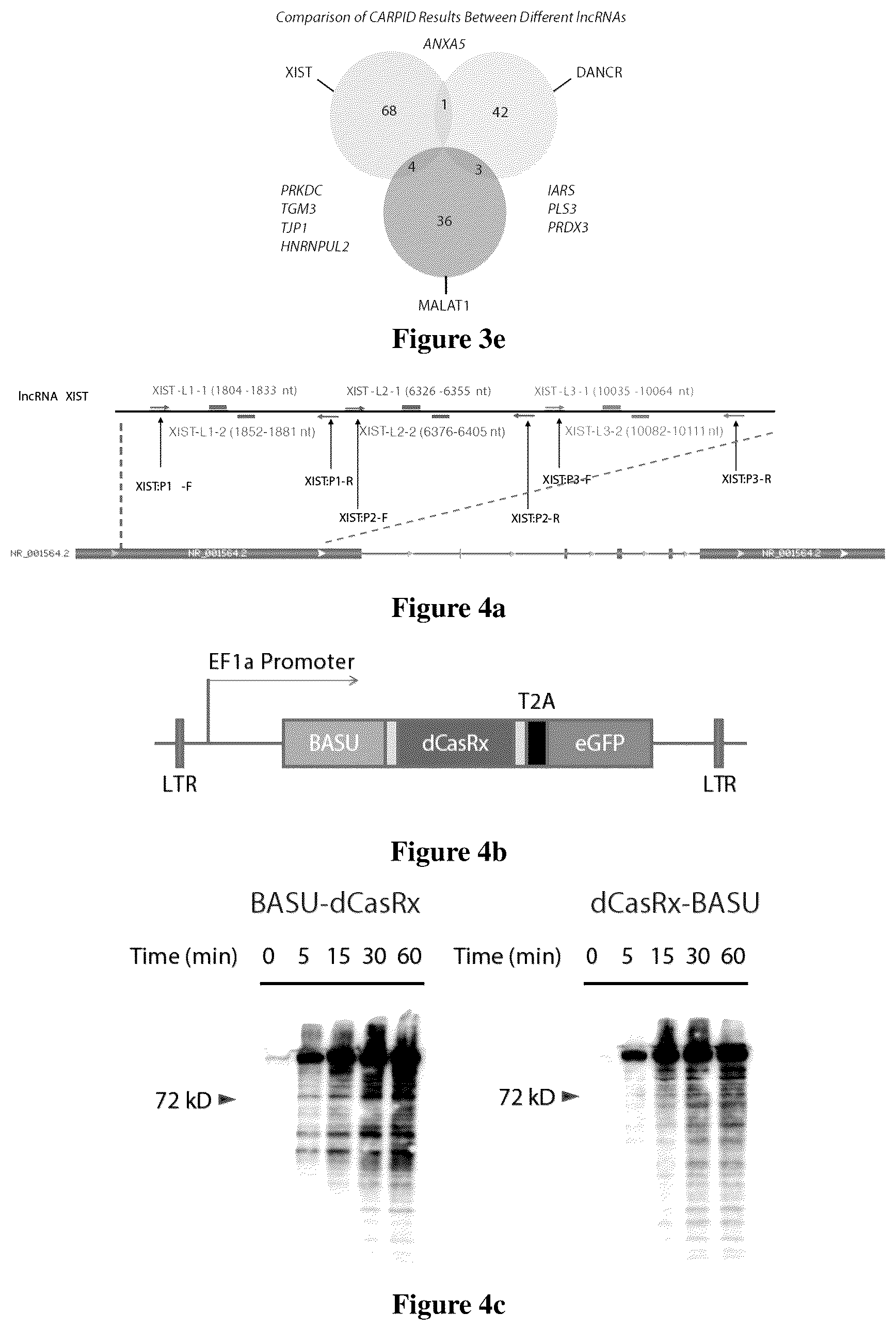 Patent US12618097 Figure 6 – Method for determining long non-coding ribonucleic acid interaction proteins