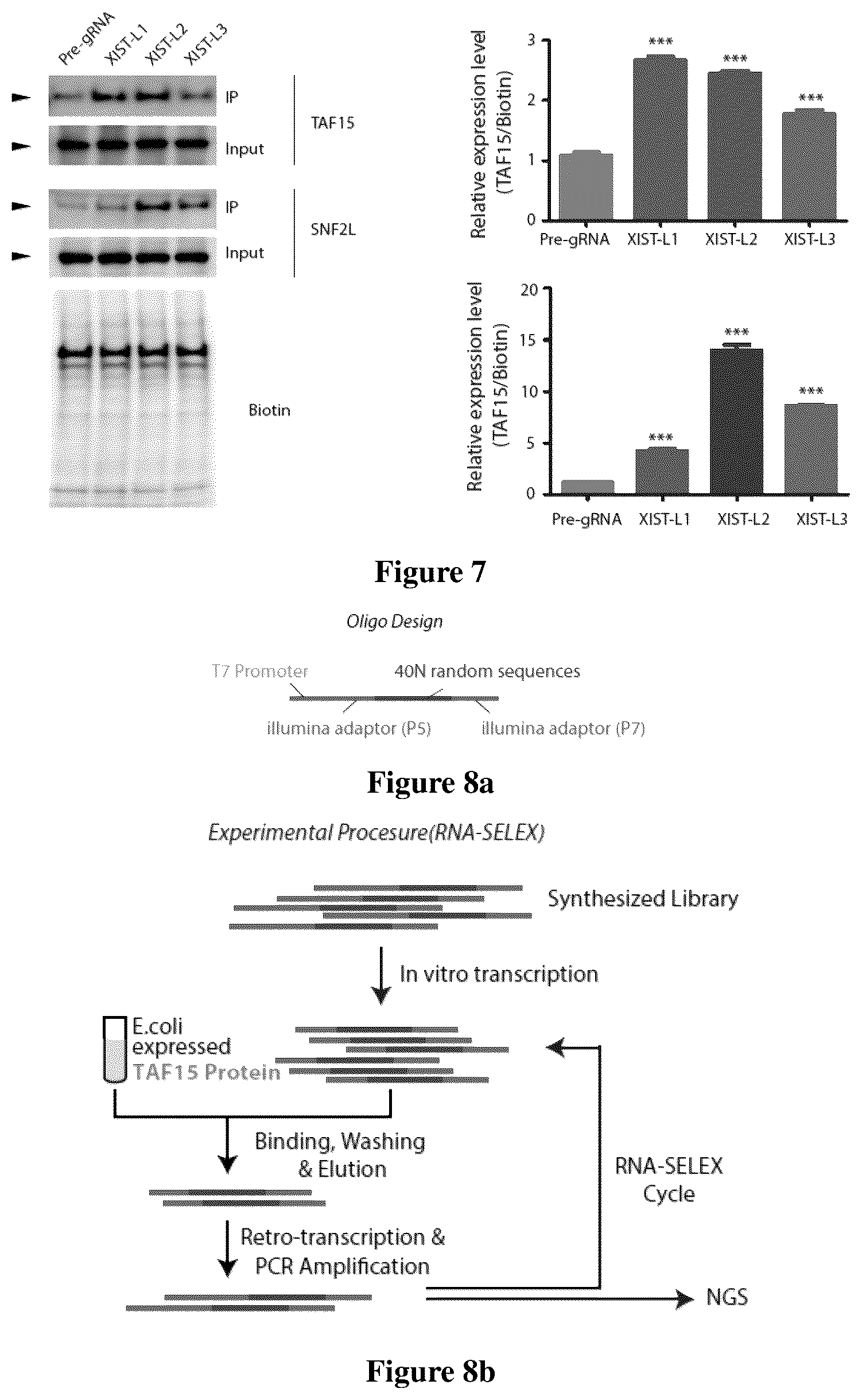 Patent US12618097 Figure 9 – Method for determining long non-coding ribonucleic acid interaction proteins