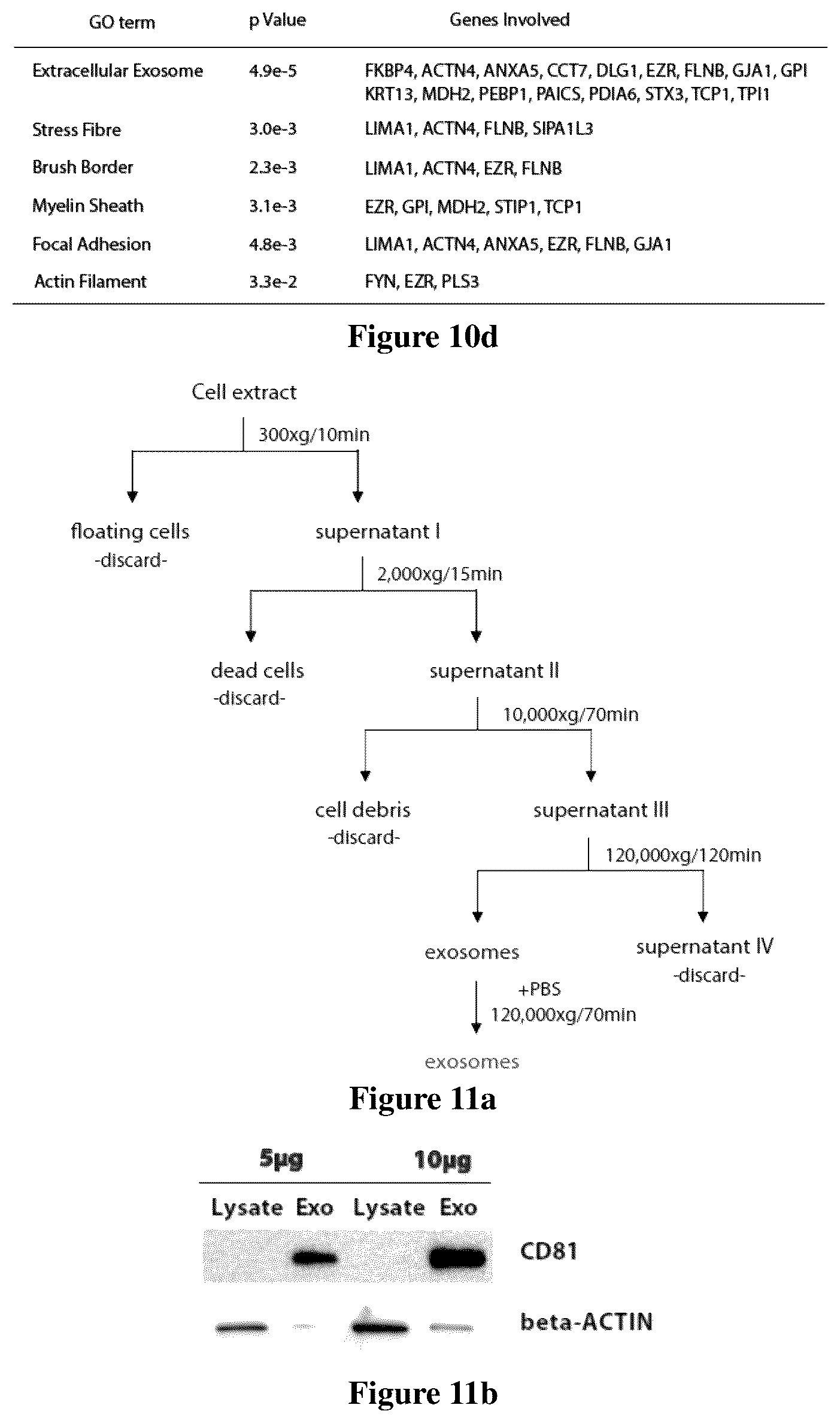 Patent US12618097 Figure 13 – Method for determining long non-coding ribonucleic acid interaction proteins