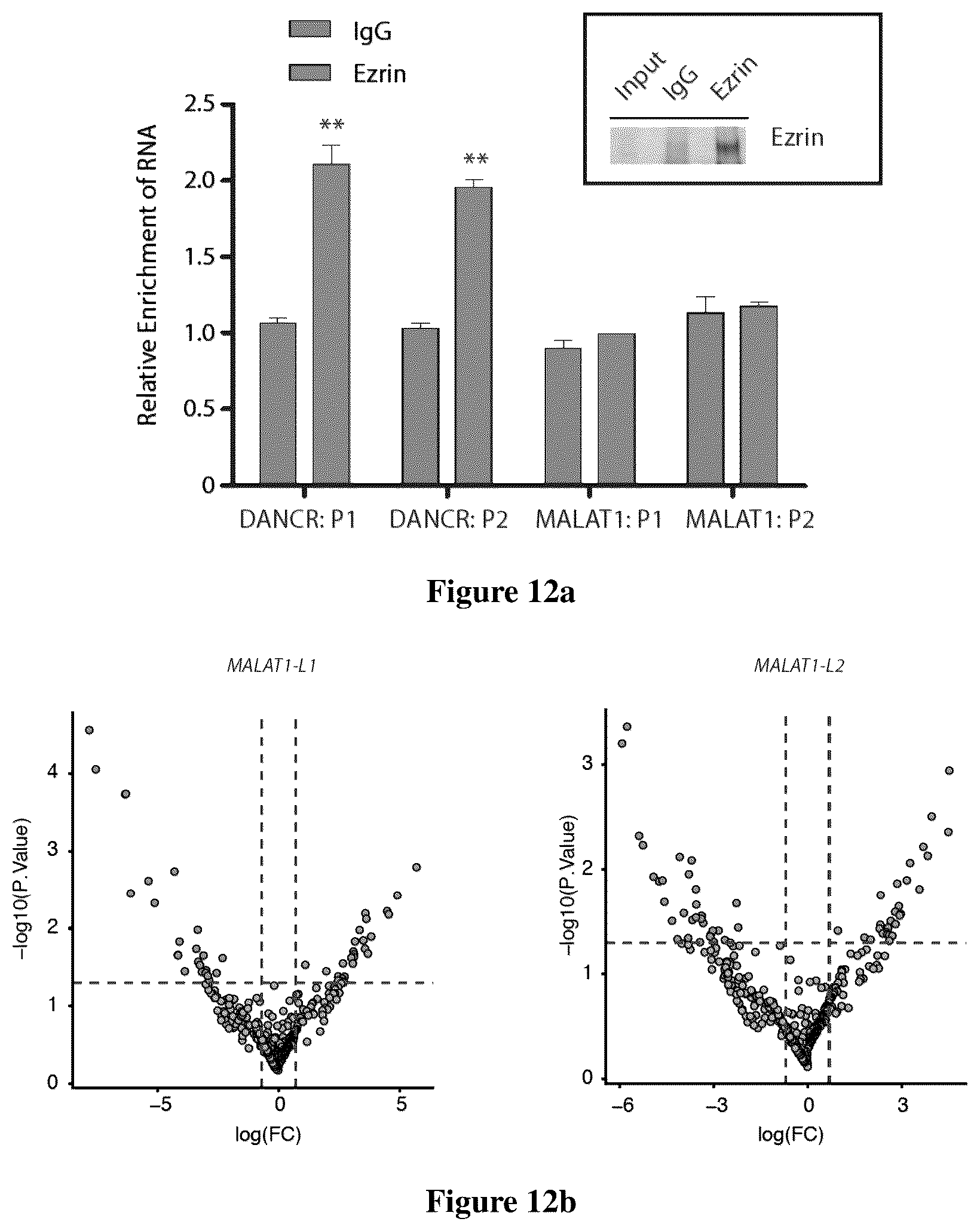 Patent US12618097 Figure 15 – Method for determining long non-coding ribonucleic acid interaction proteins