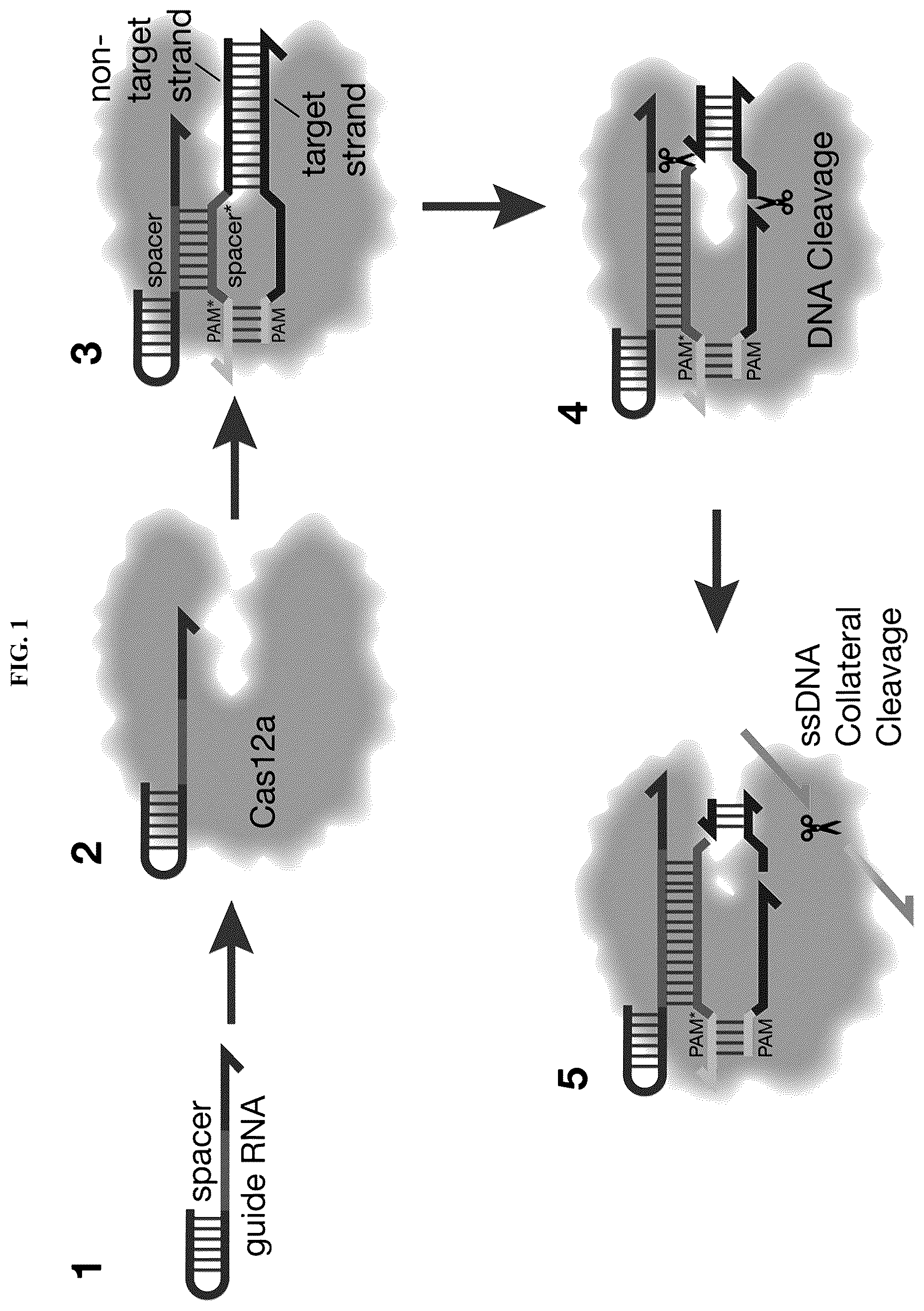 Patent US12618098 Figure 1 – Proximity-driven activation of CRISPR-Cas systems for detection of diverse molecular analytes