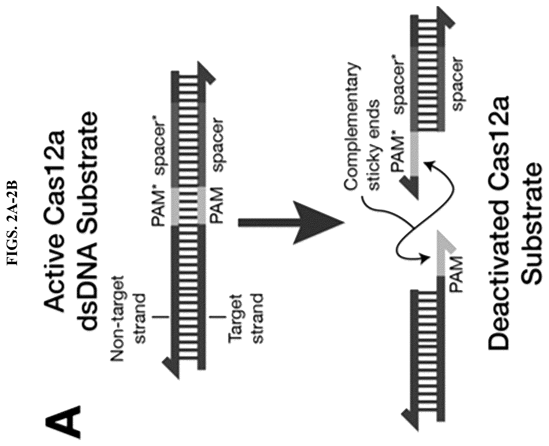 Patent US12618098 Figure 2 – Proximity-driven activation of CRISPR-Cas systems for detection of diverse molecular analytes
