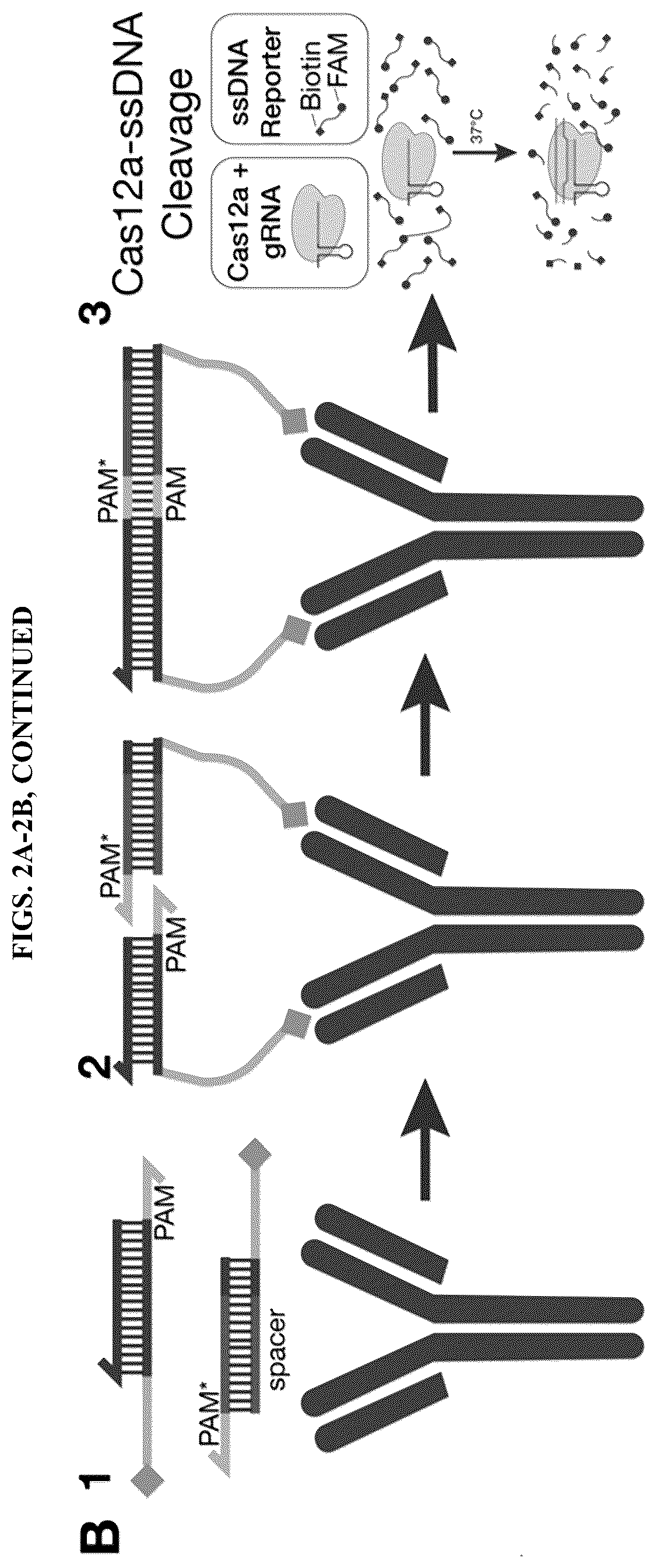 Patent US12618098 Figure 3 – Proximity-driven activation of CRISPR-Cas systems for detection of diverse molecular analytes