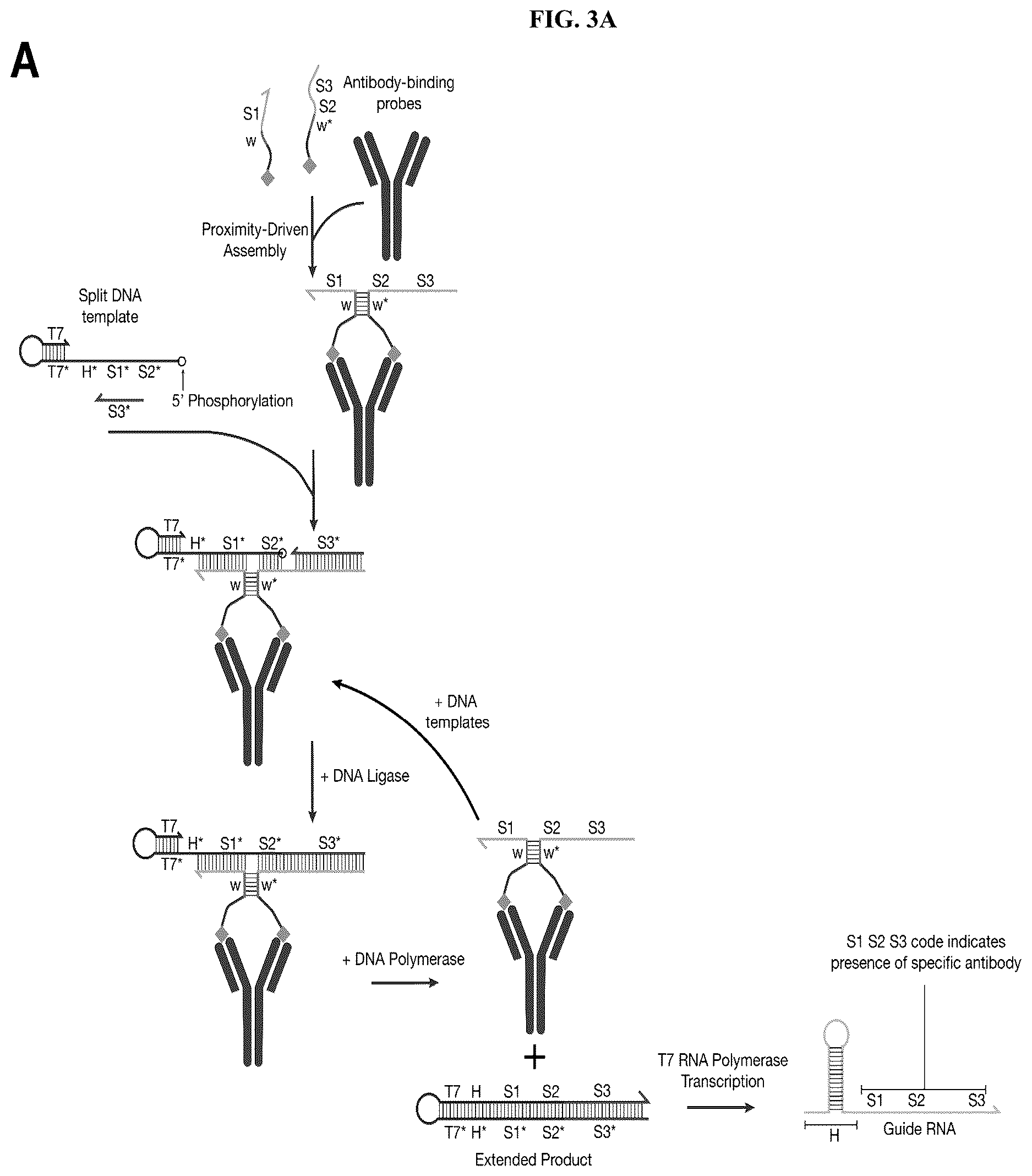 Patent US12618098 Figure 4 – Proximity-driven activation of CRISPR-Cas systems for detection of diverse molecular analytes