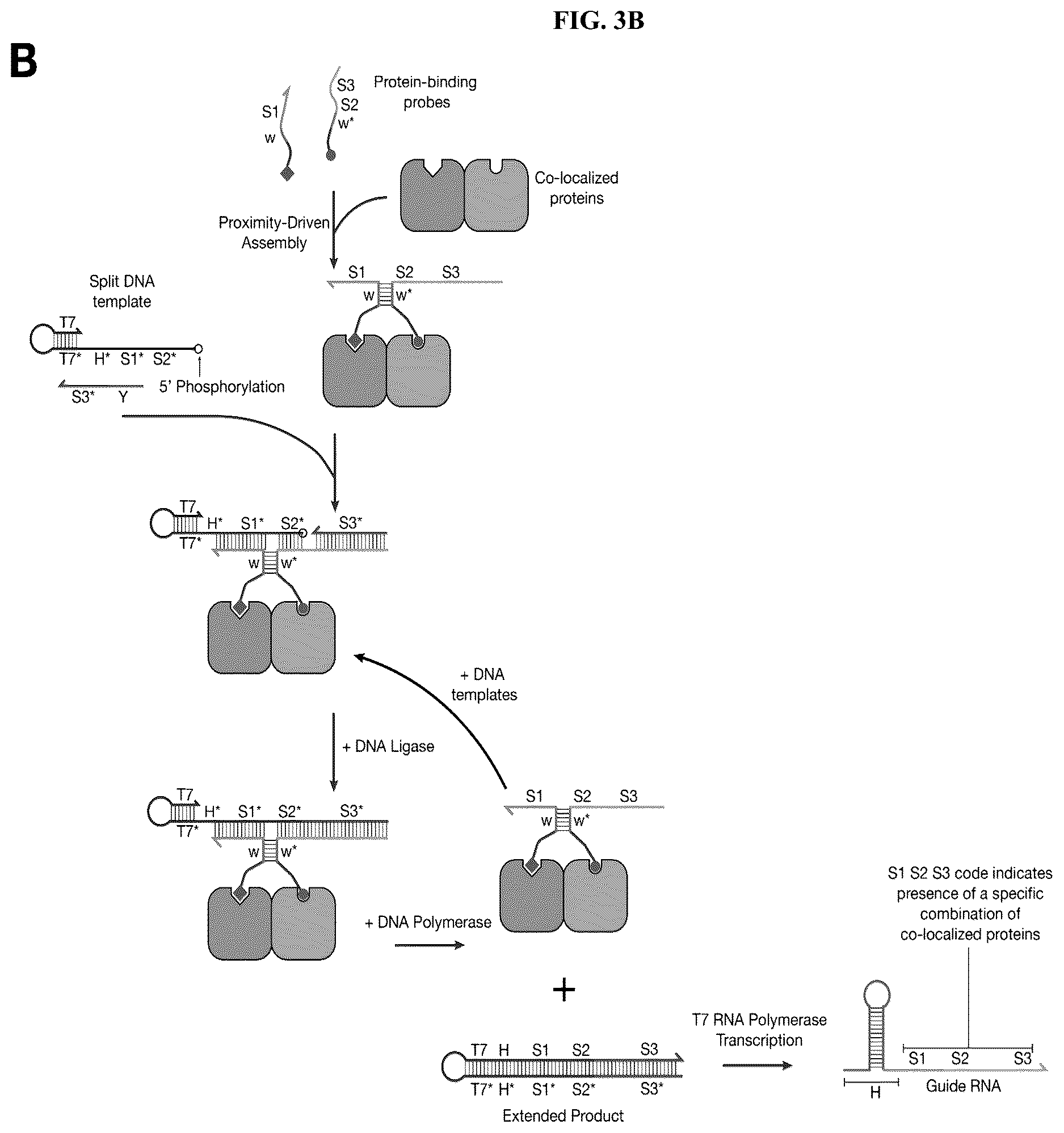 Patent US12618098 Figure 5 – Proximity-driven activation of CRISPR-Cas systems for detection of diverse molecular analytes