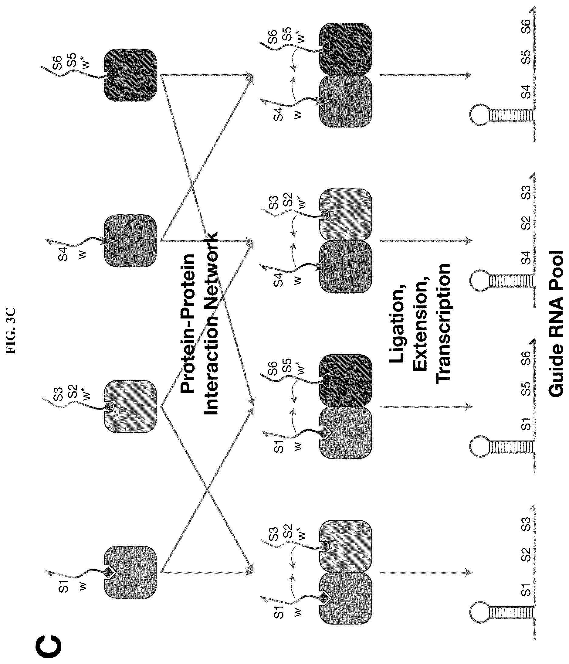 Patent US12618098 Figure 6 – Proximity-driven activation of CRISPR-Cas systems for detection of diverse molecular analytes