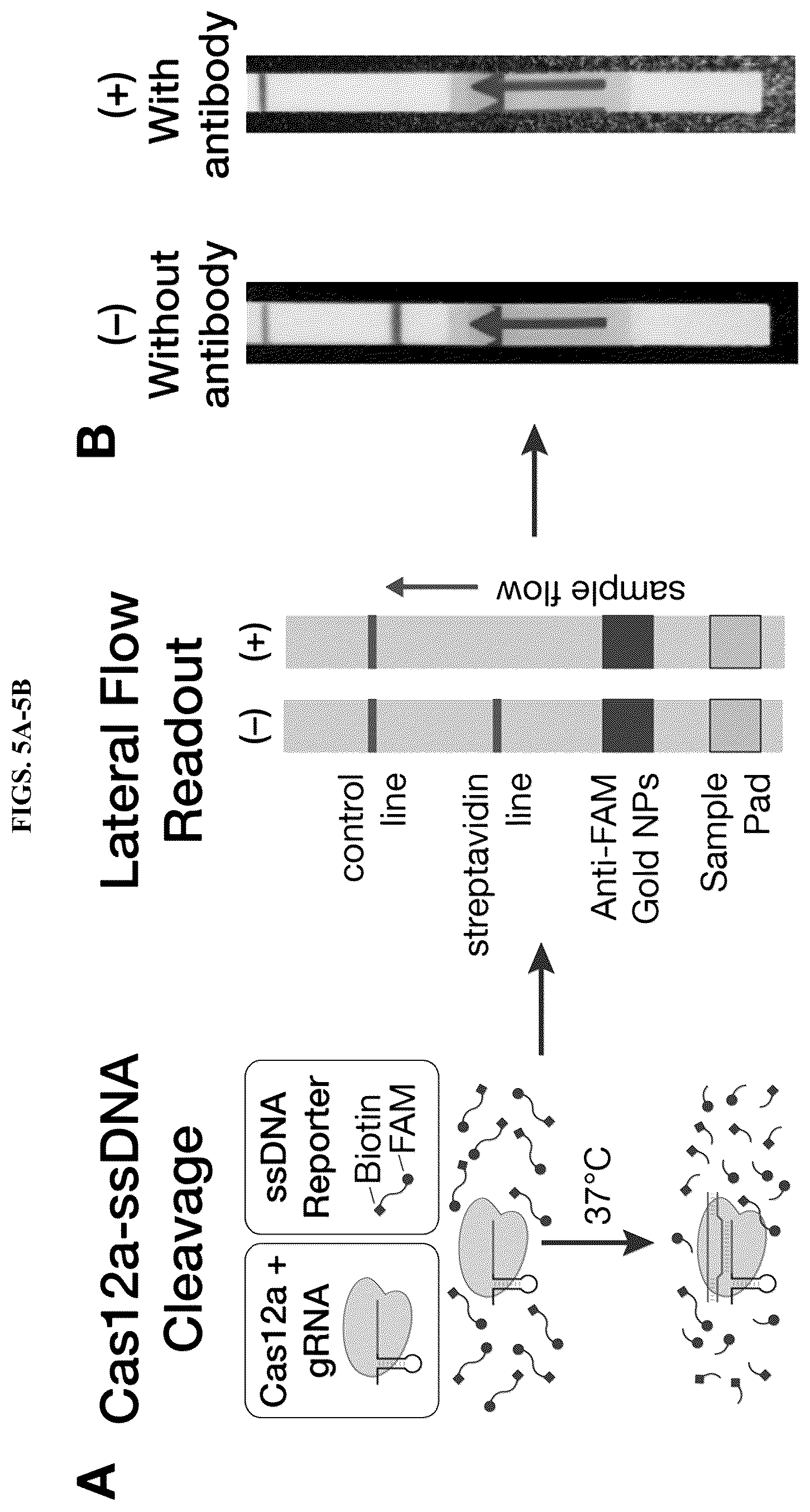 Patent US12618098 Figure 9 – Proximity-driven activation of CRISPR-Cas systems for detection of diverse molecular analytes